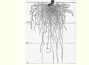 For most vegetables, the bulk of the root mass is within the top six inches of soil.