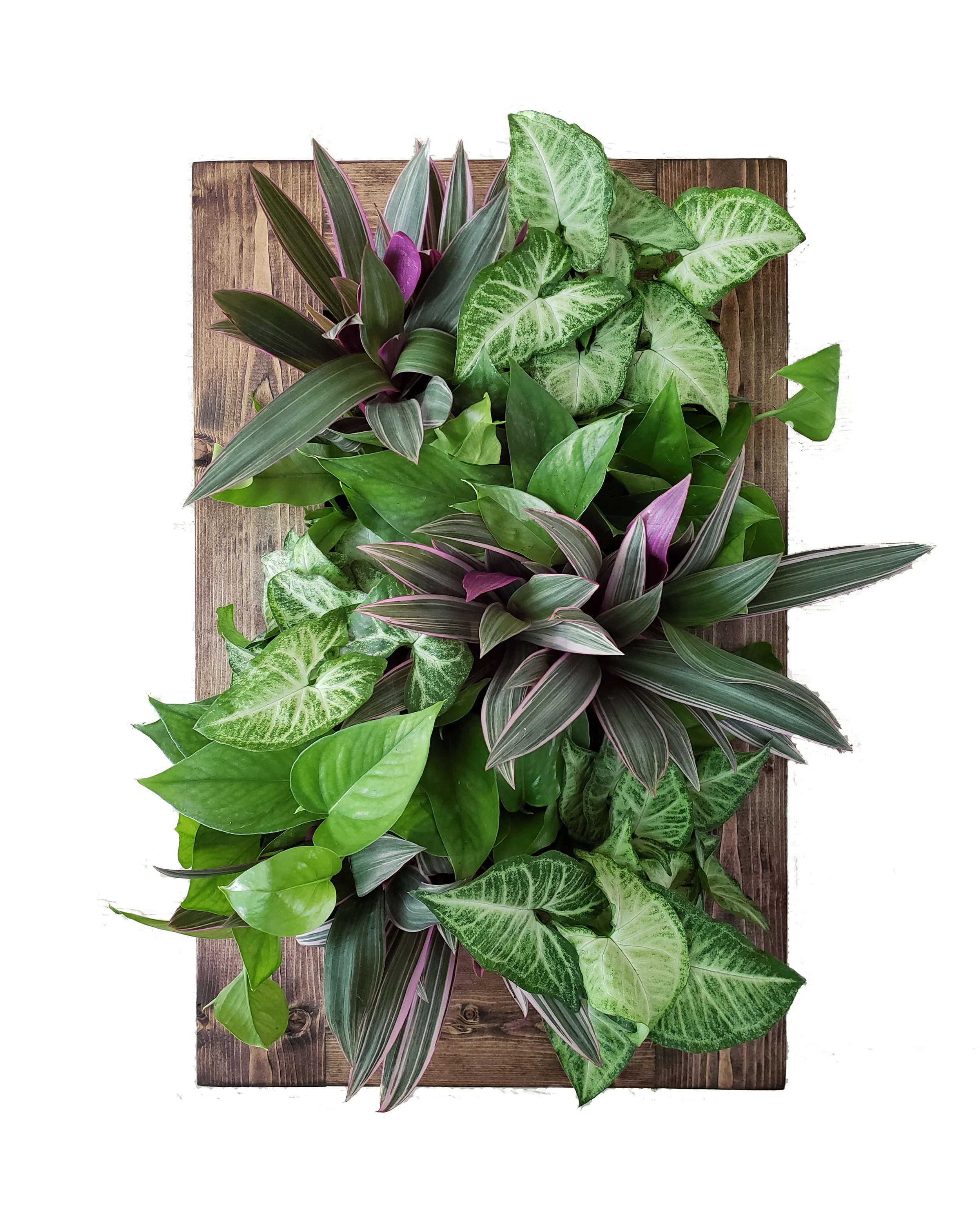 diy living moss wall on Diy Living Wall Quick Easy Very Low Maintenance Edible Walls