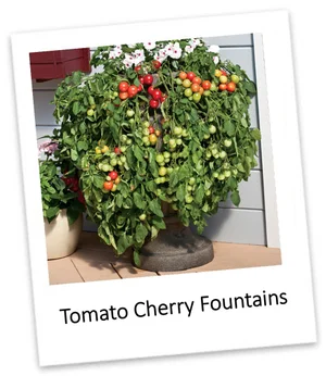 Tomato Cherry Fountains  Edible Walls