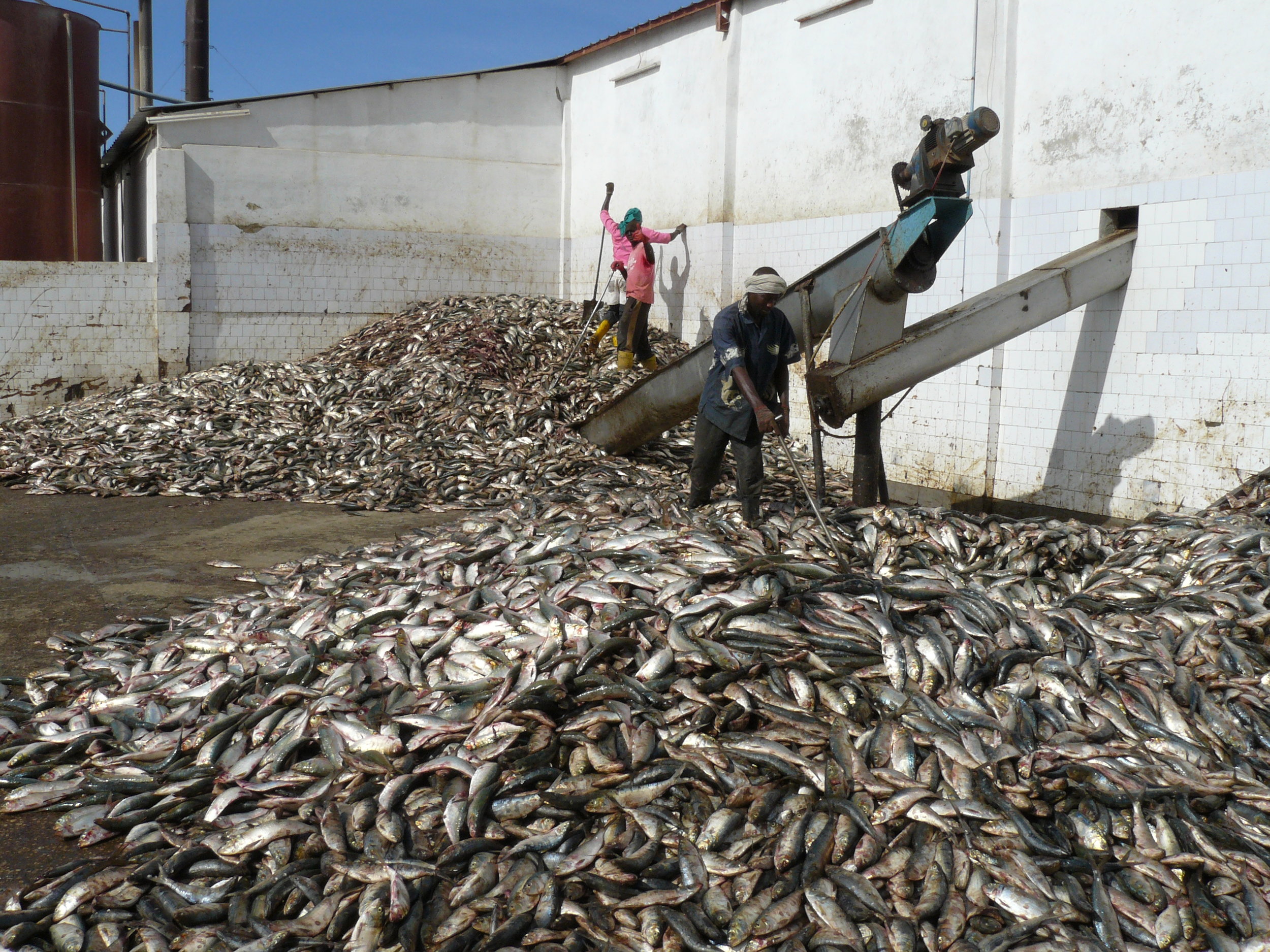 Croissance de la production de farine de poisson en Mauritanie