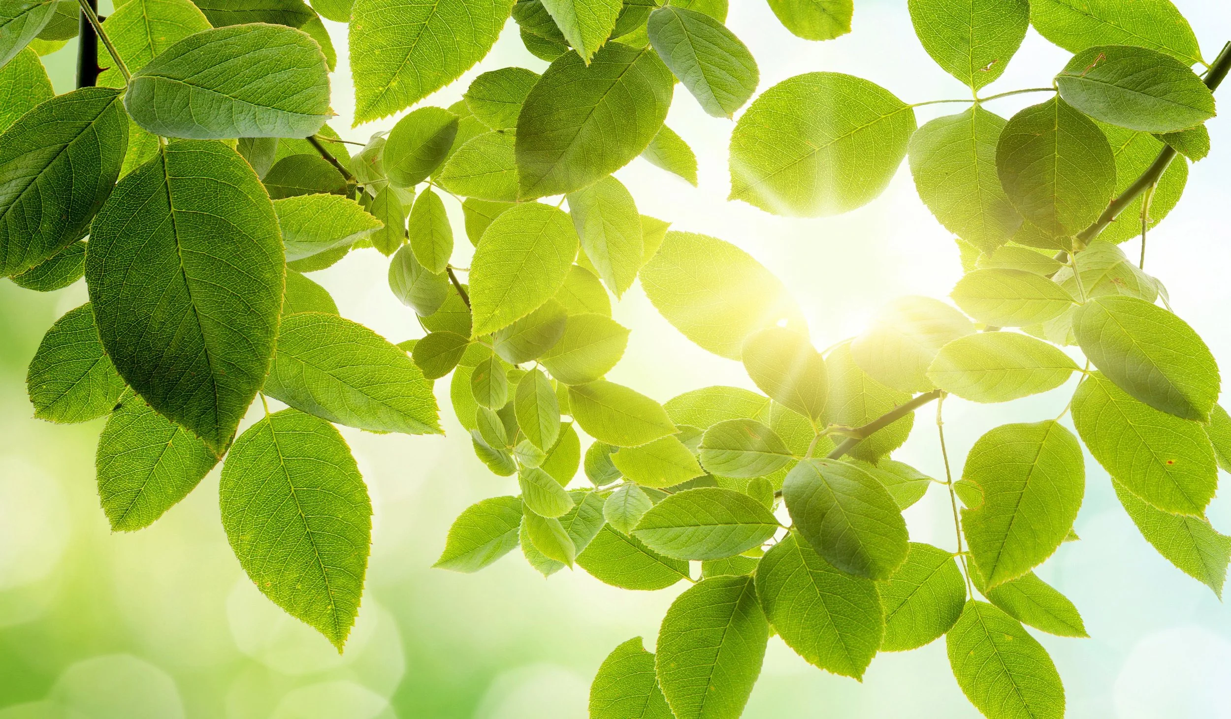 Sunlight Leaves.jpg