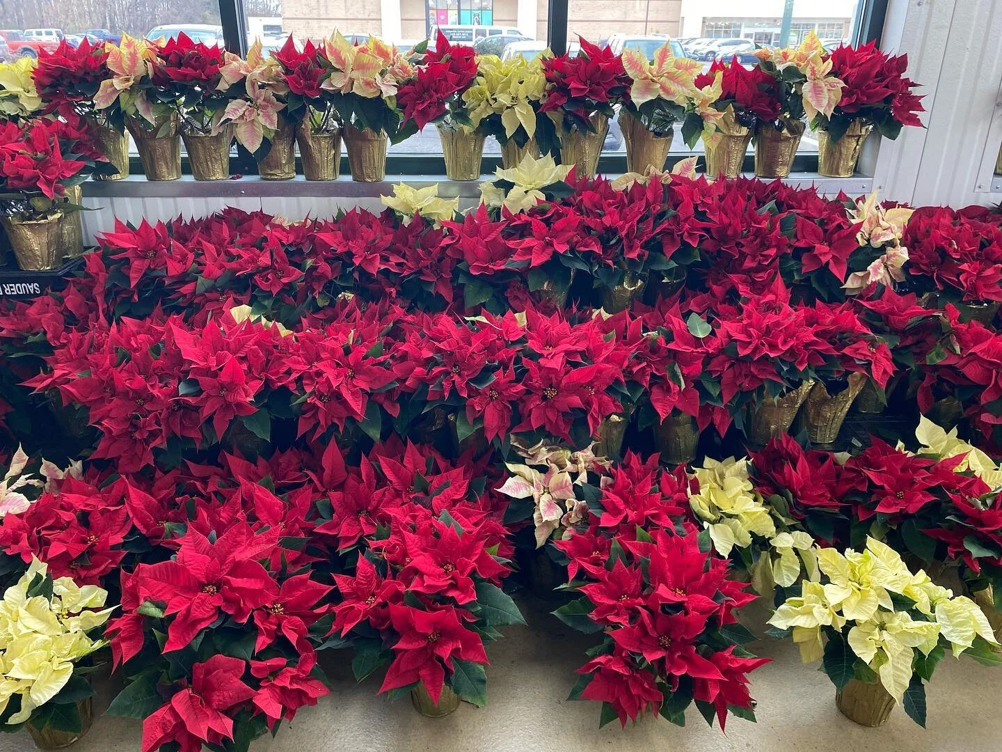 Produce Junction Flowers