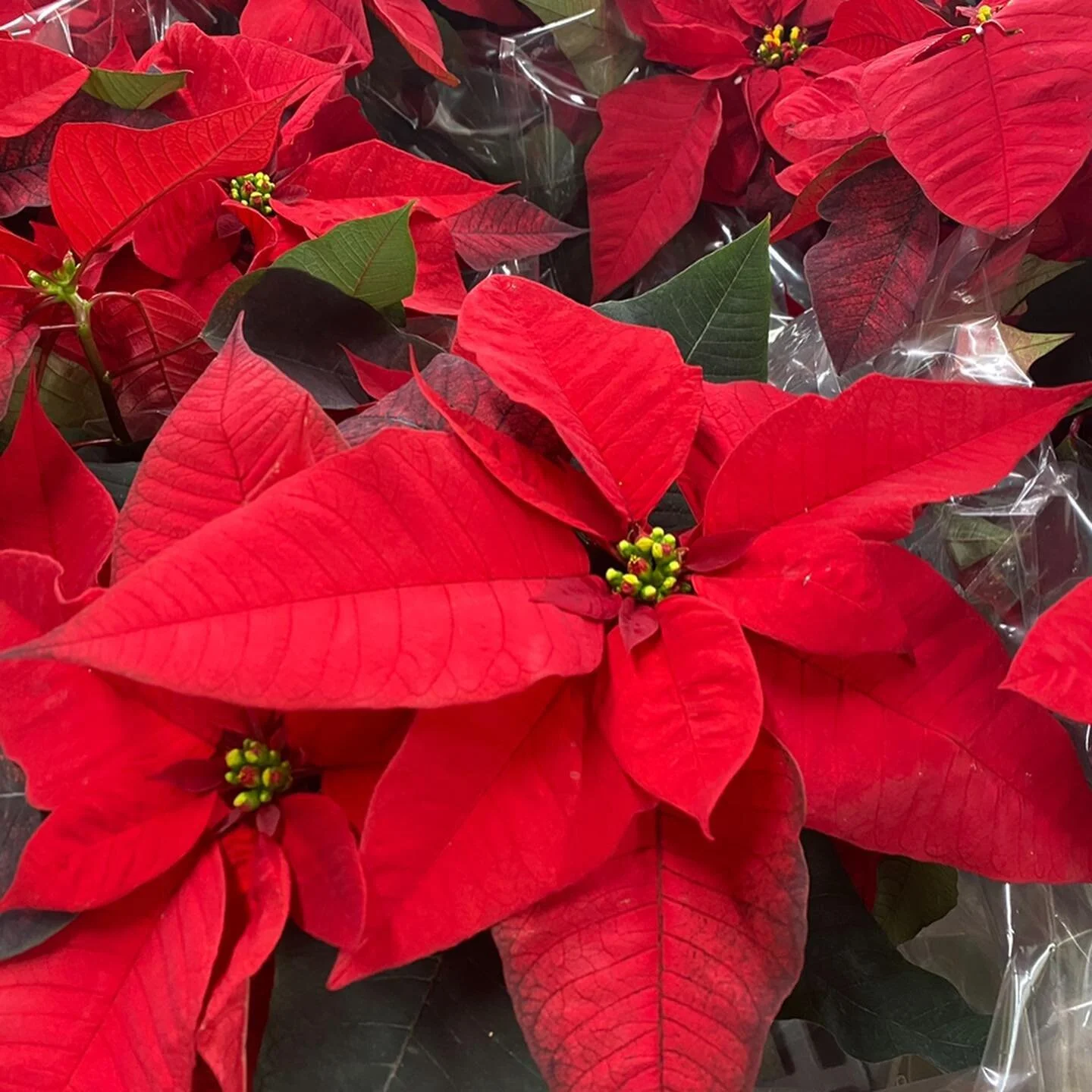 Produce Junction Flowers