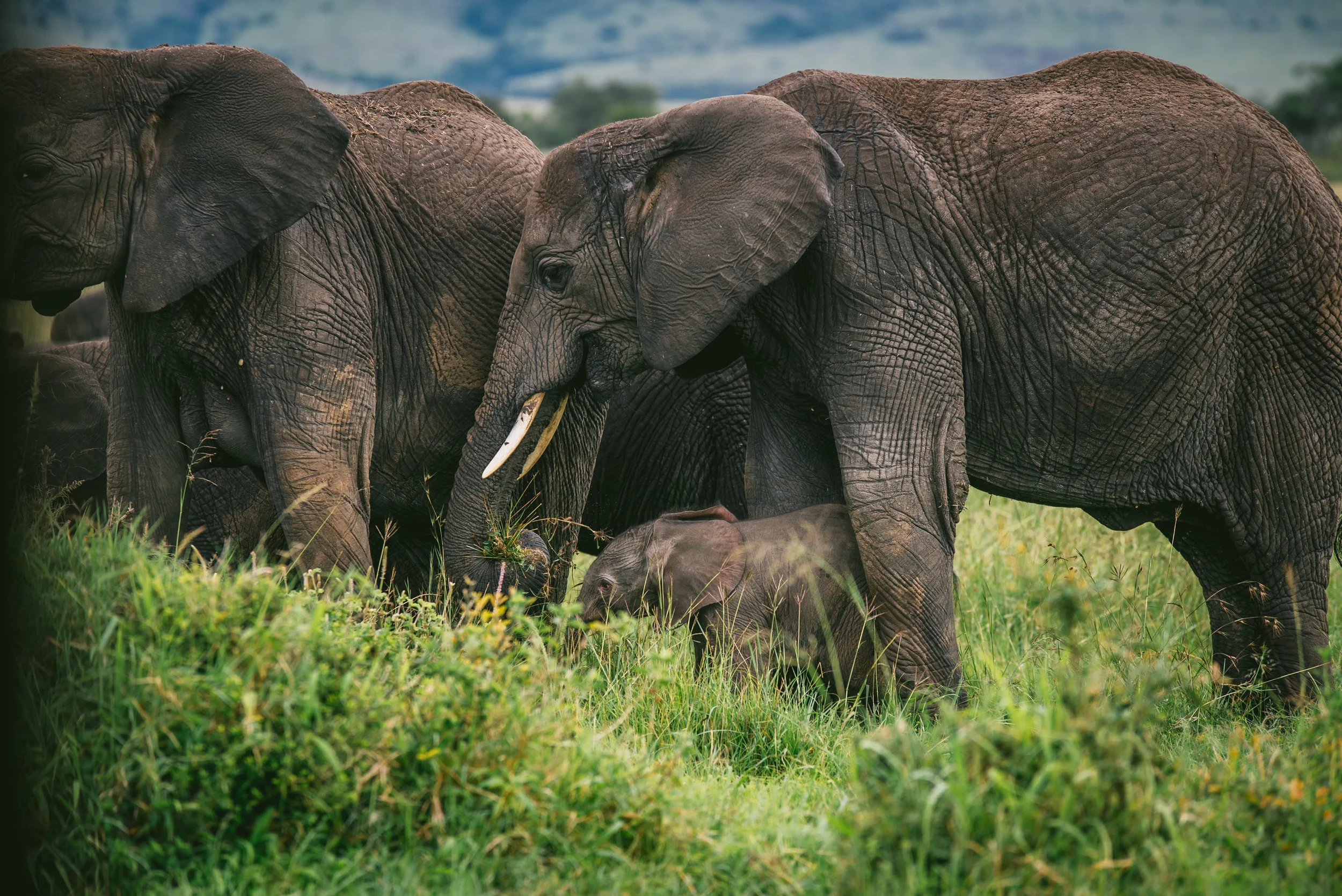 kenya-A7s-09822.jpg