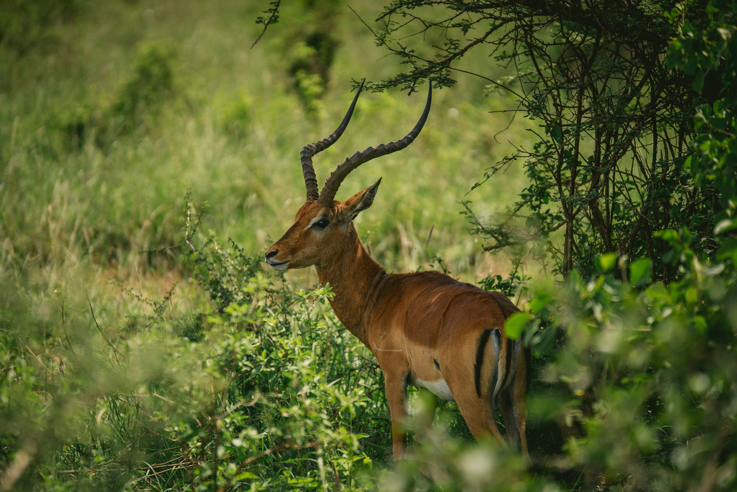 kenya (7 of 185).jpg