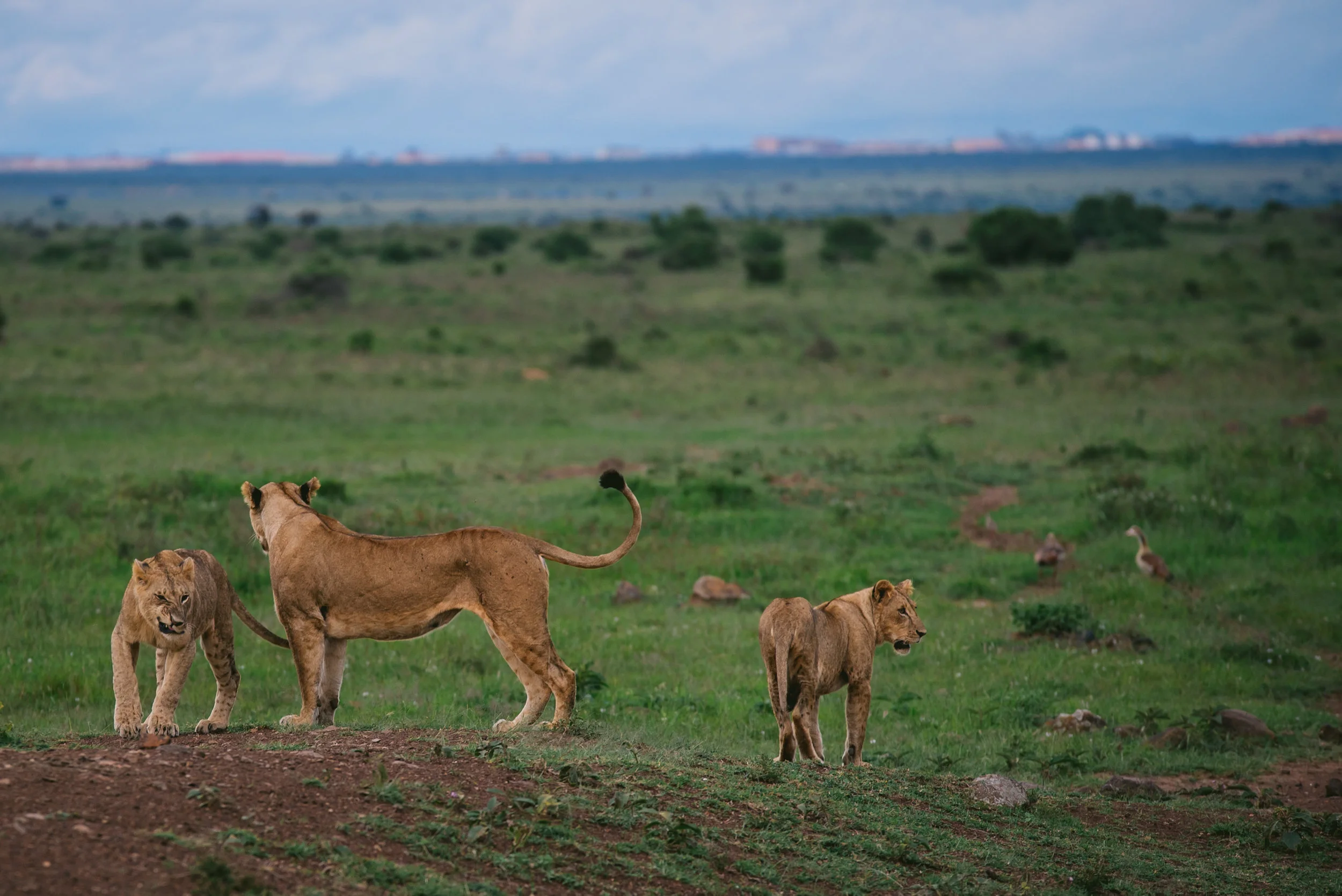 kenya (51 of 185).jpg