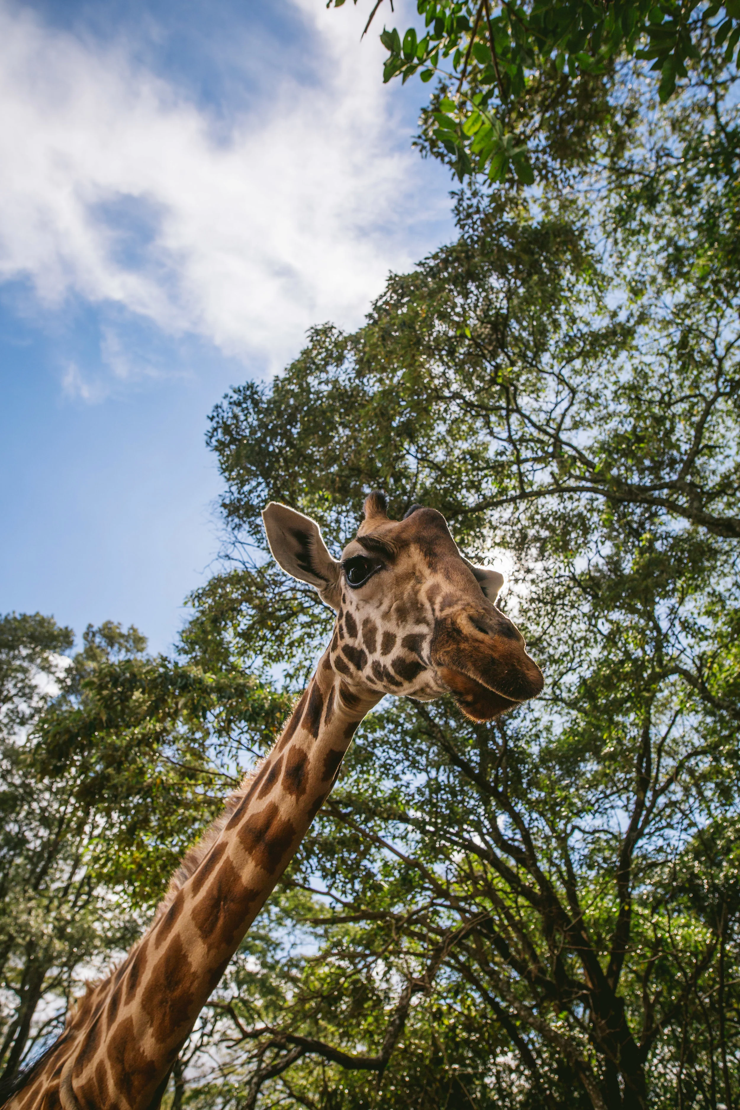 kenya (103 of 185).jpg