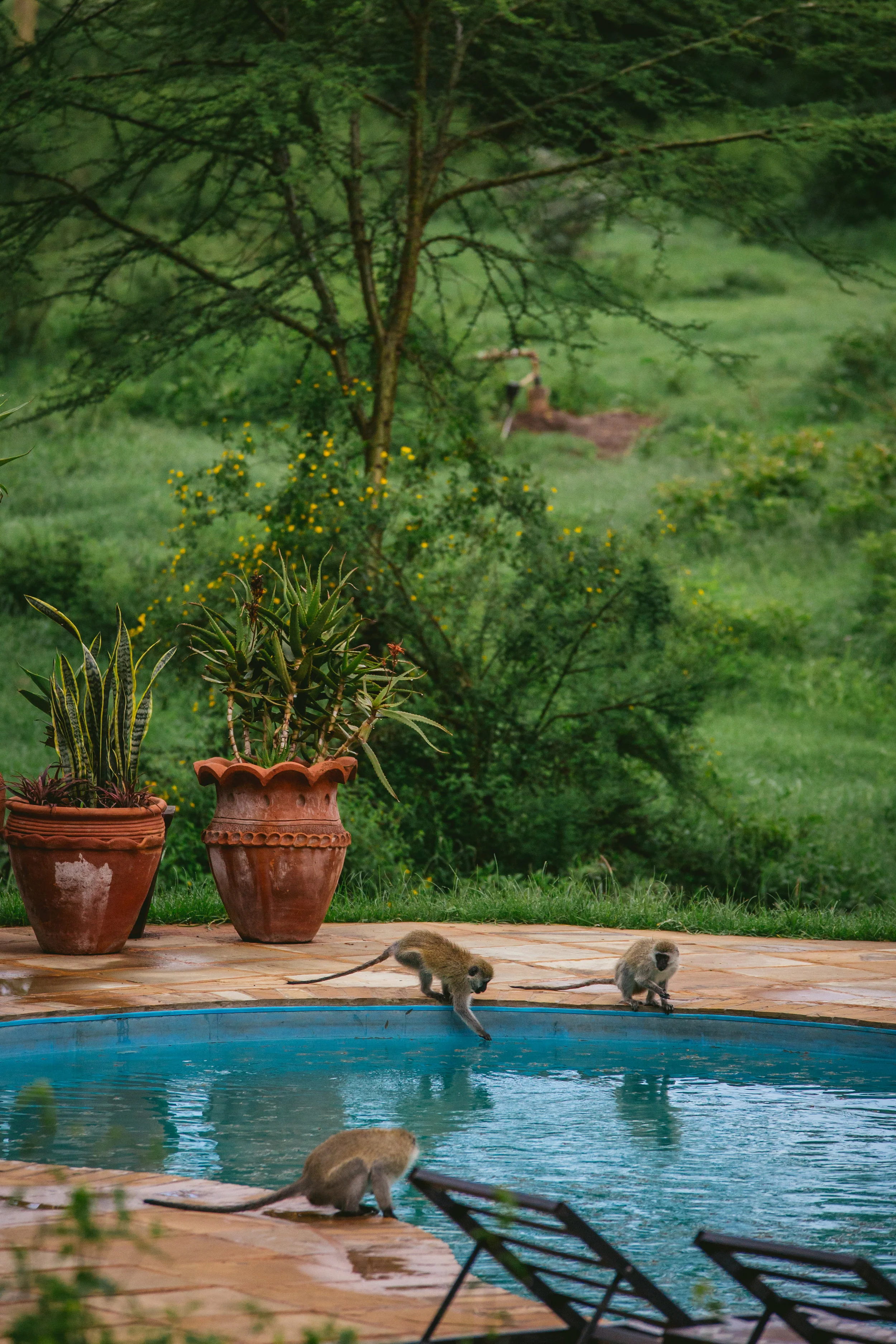 kenya-8745.jpg