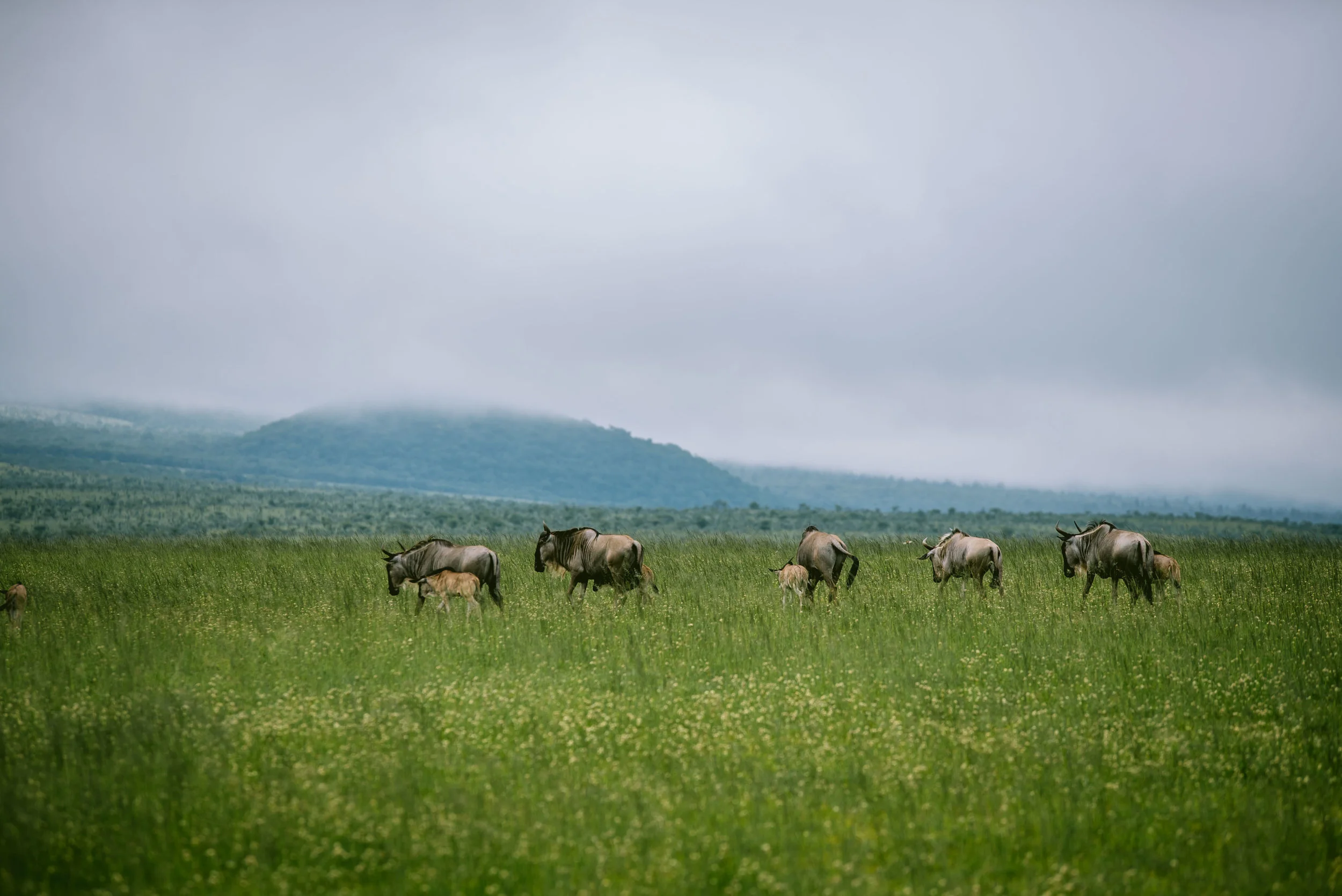 kenya-09173.jpg