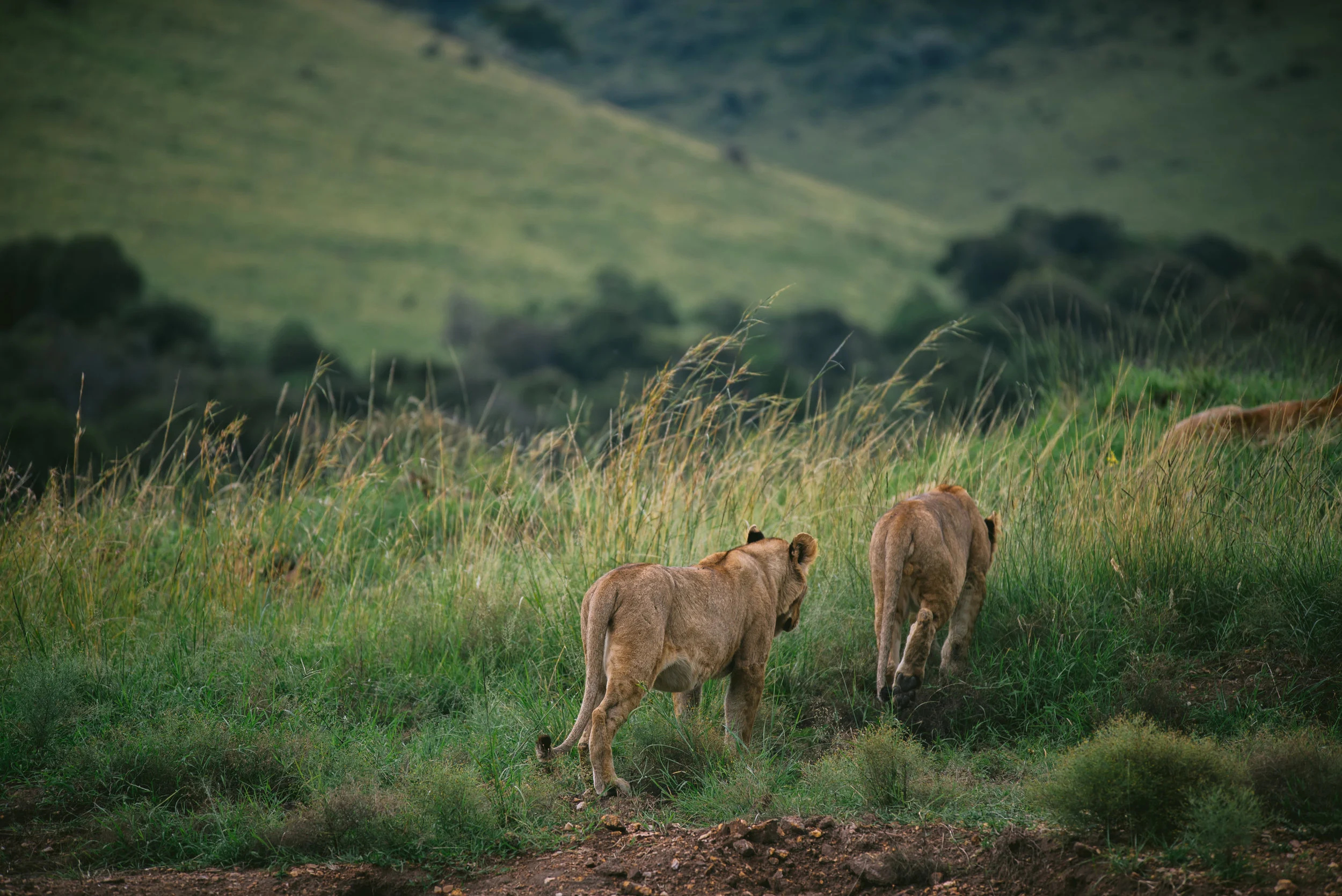 kenya-A7s-09781.jpg
