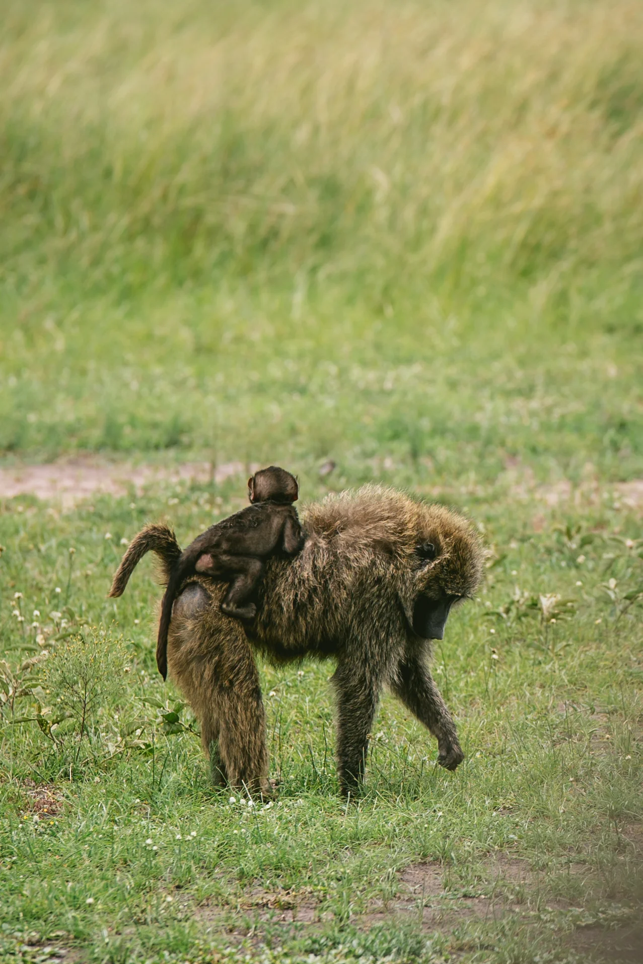 kenya-A7s-09899.jpg