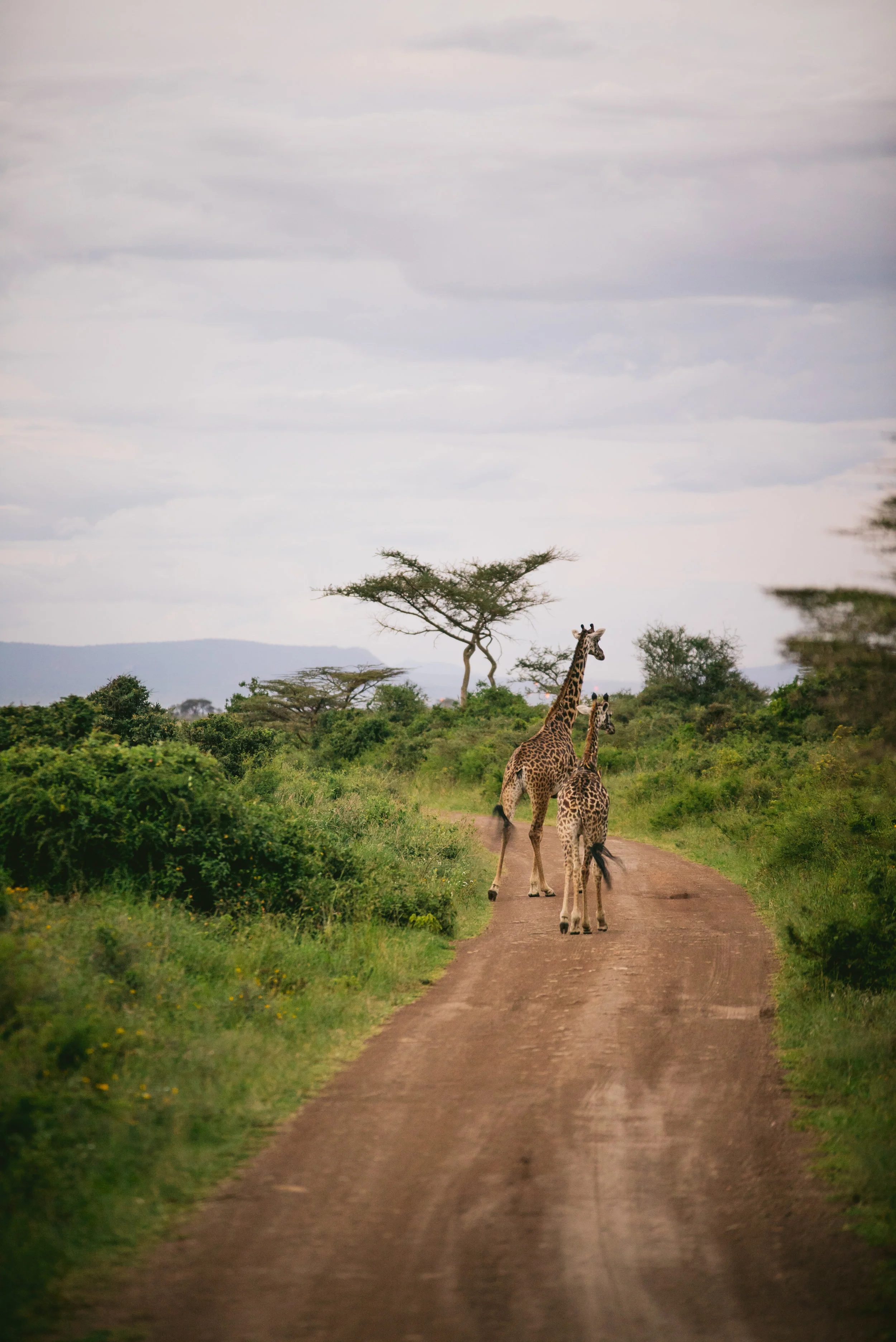kenya (80 of 185).jpg