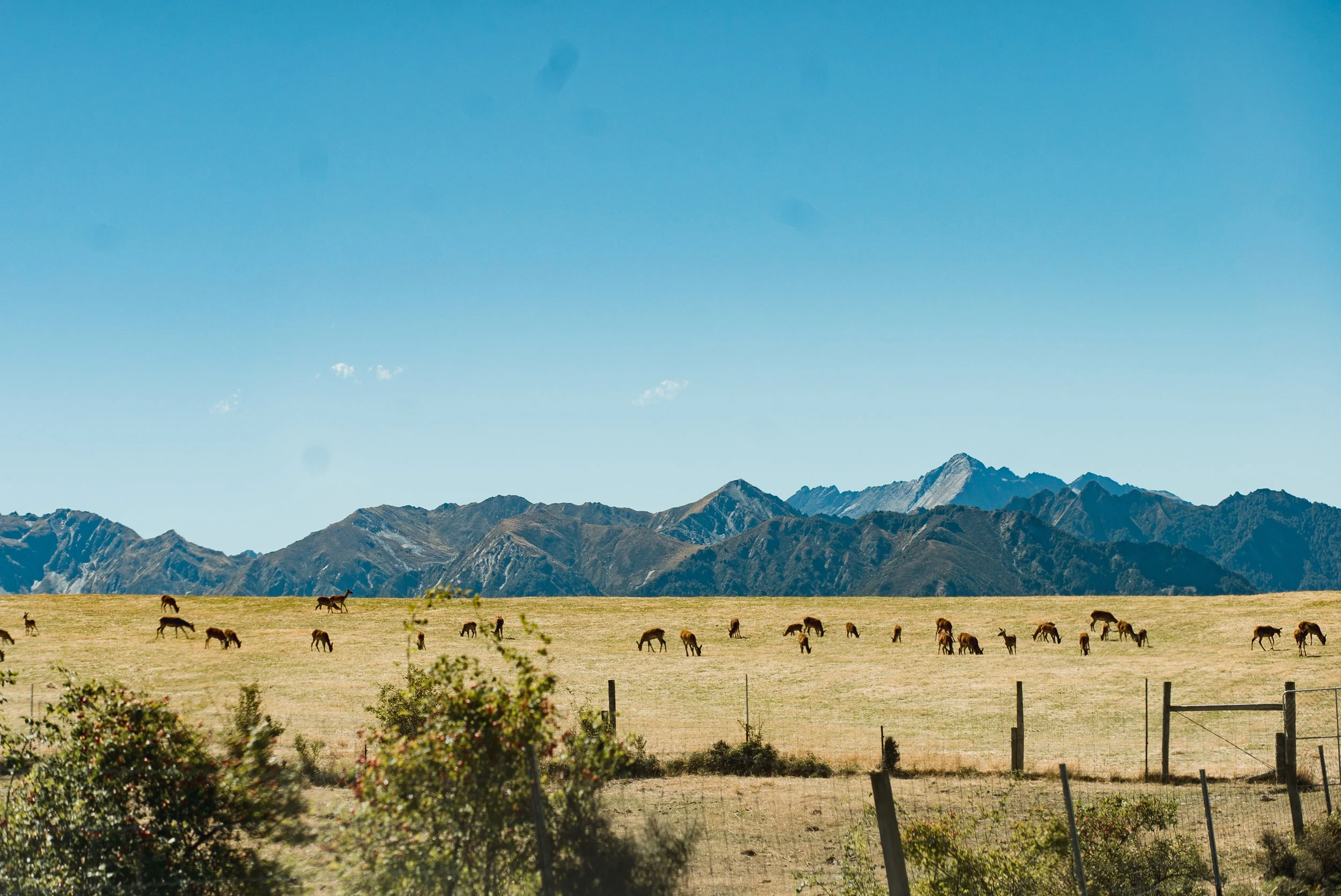 newzealand-00187.jpg