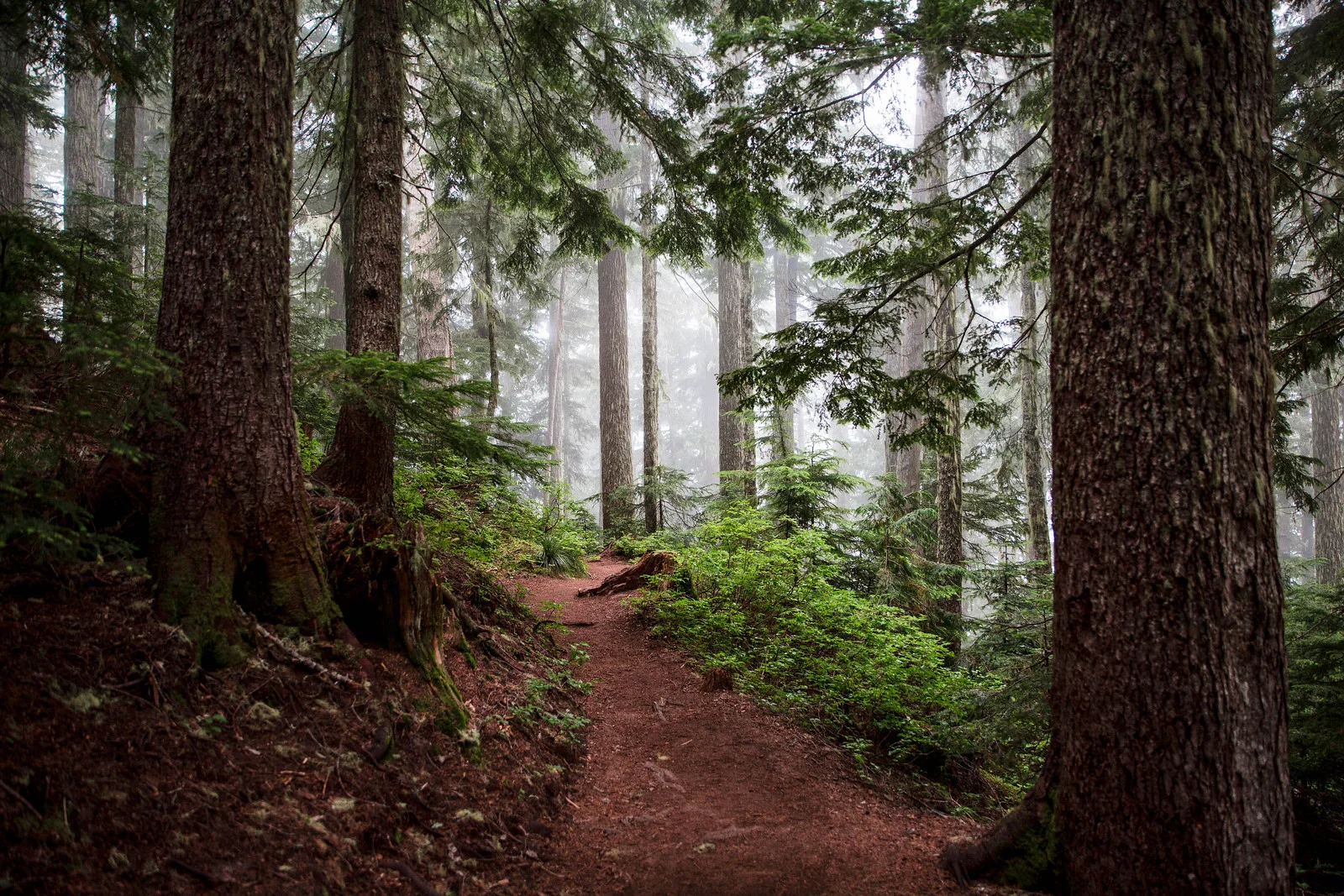 rainier-5172.jpg