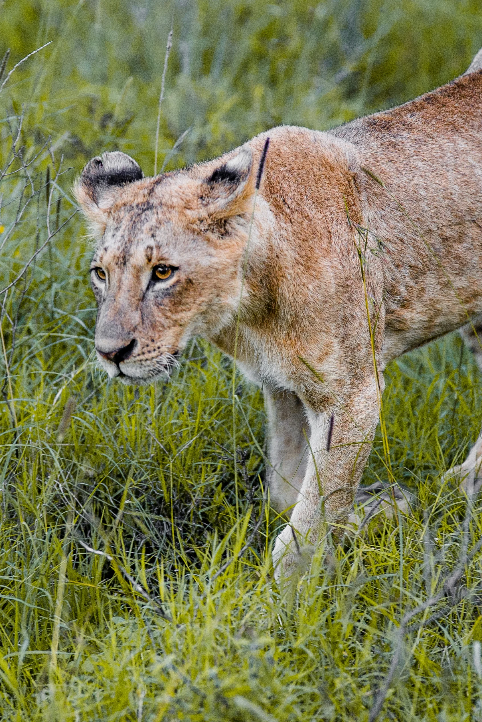 kenya-08817-2.jpg