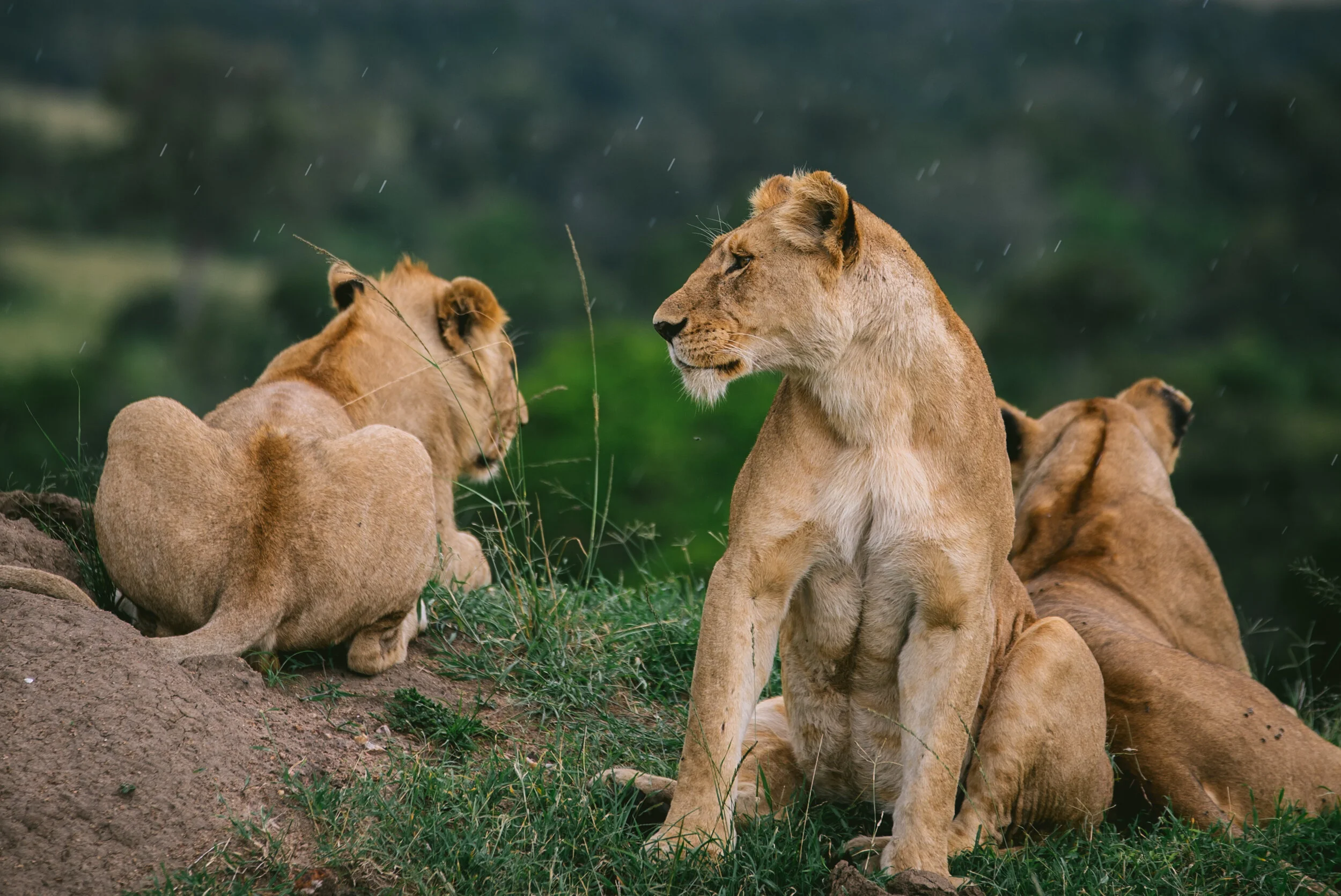 kenya-A7s-09788.jpeg
