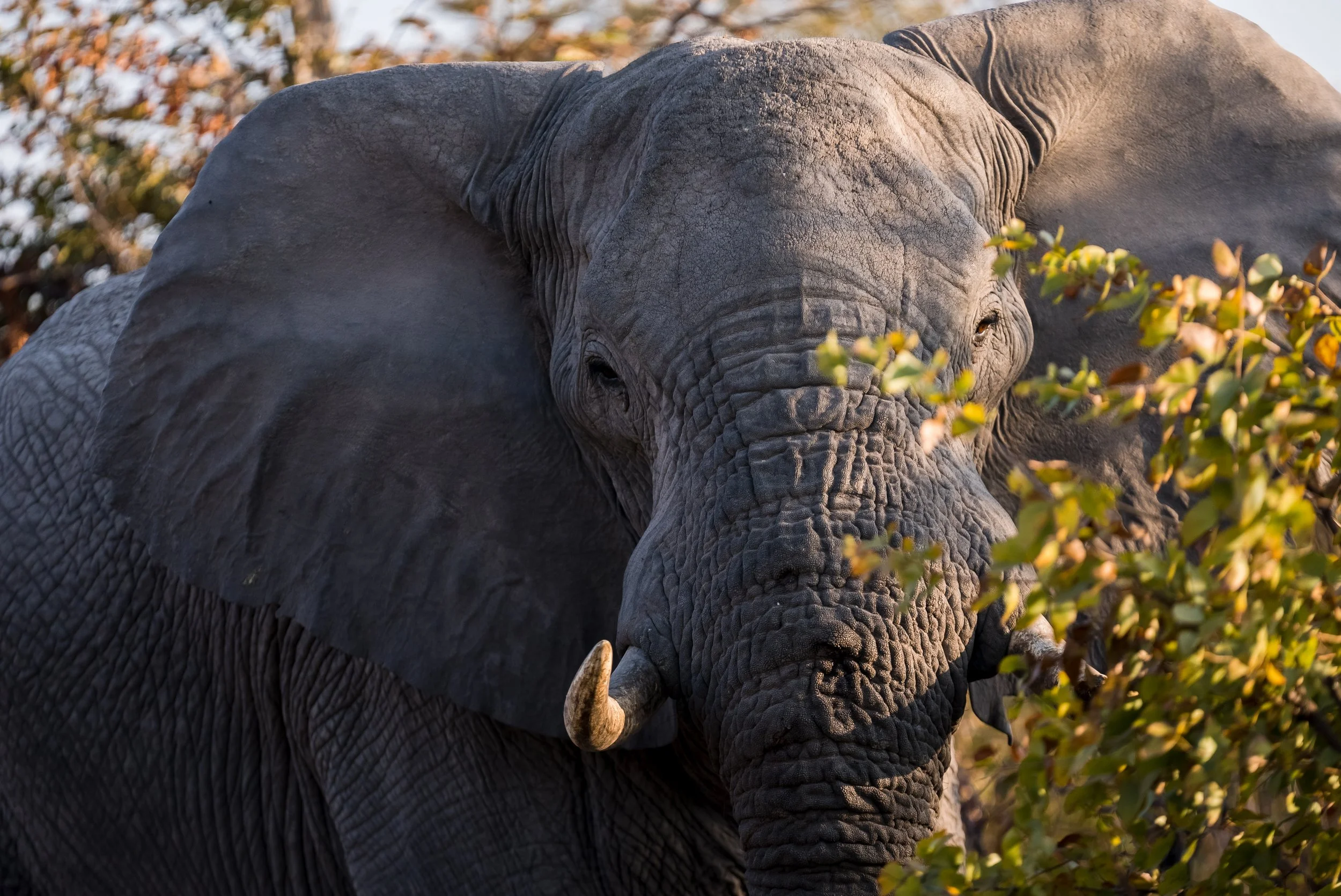 botswana-00327.jpg