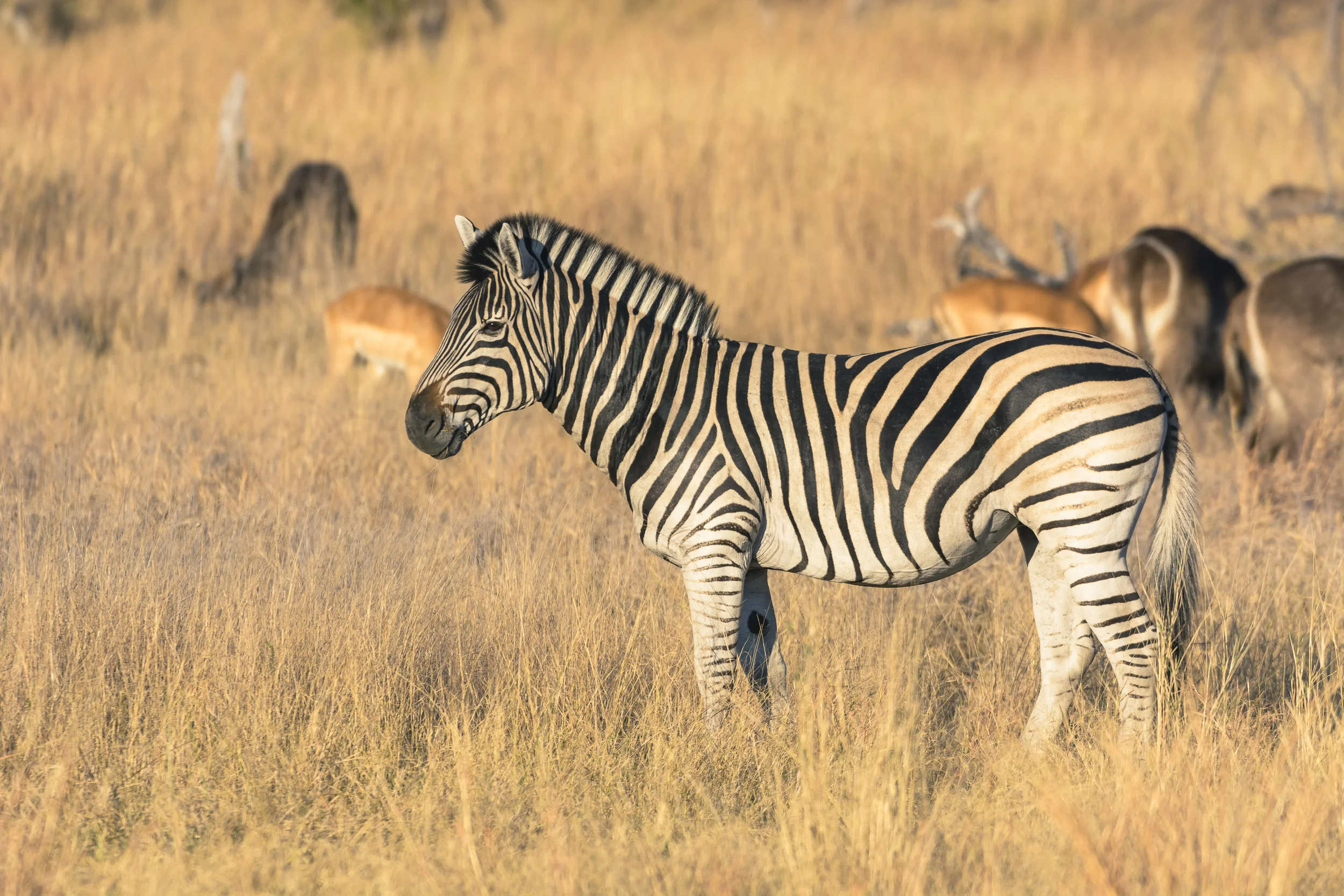 Zebra, Khwai concession, Okavango Delta, Botswana