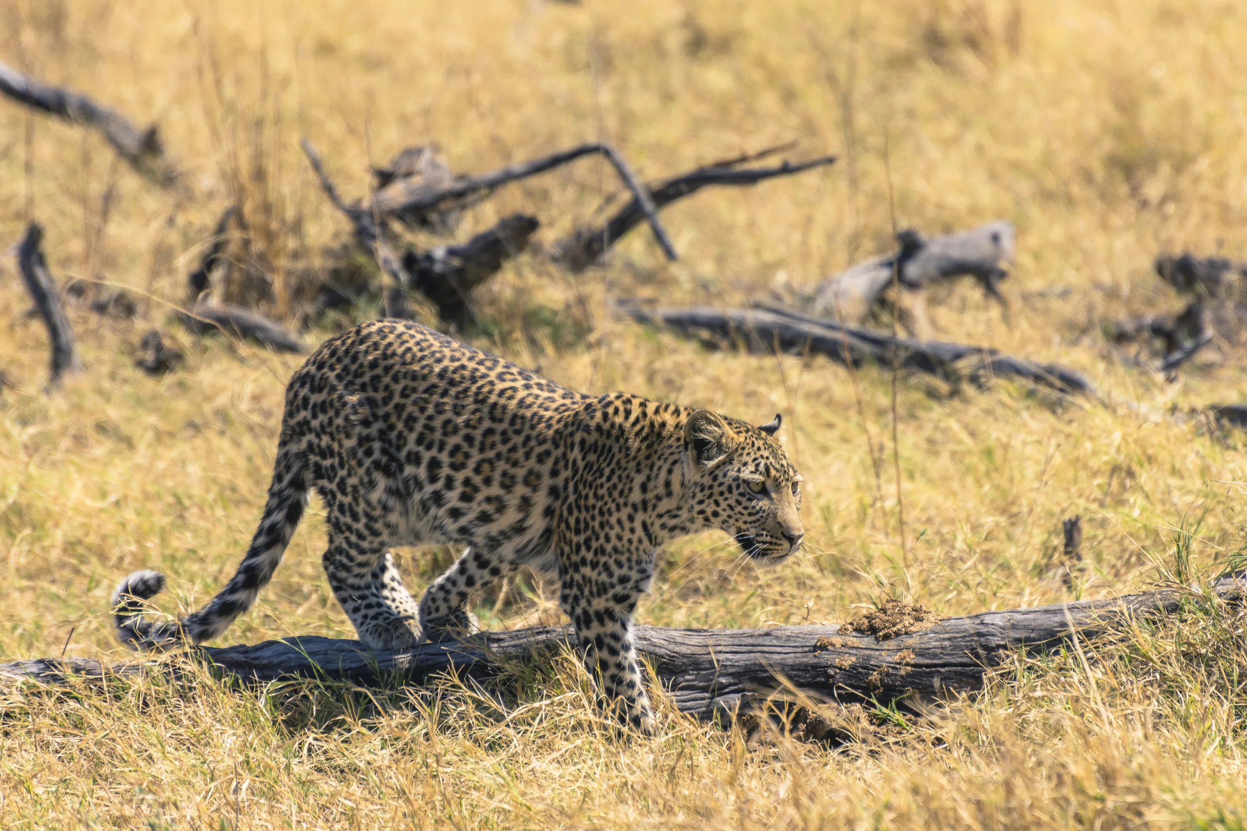 Leopard, Khwai concession, Okavango Delta, Botswana