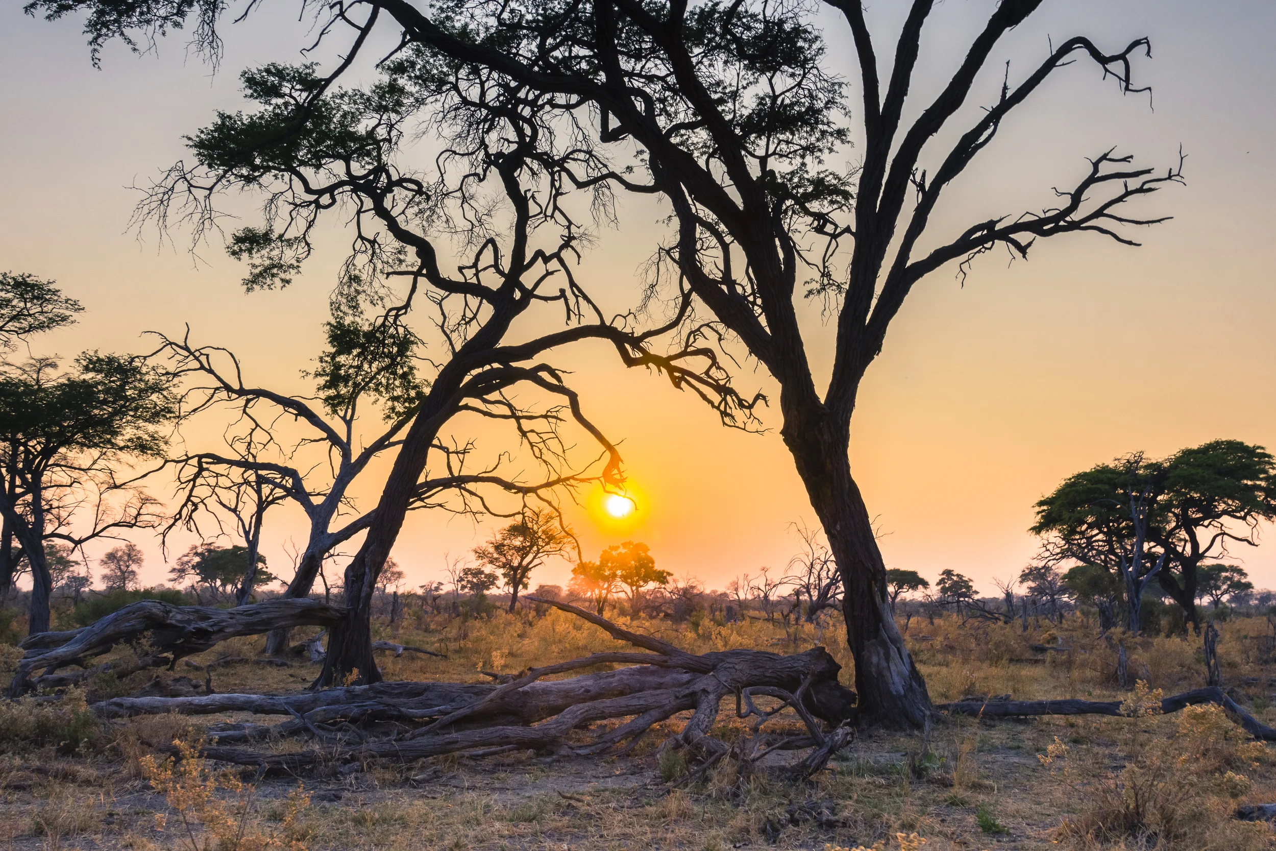 Rain trees at sunrise, Savuti, Chobe National Park, Botswana