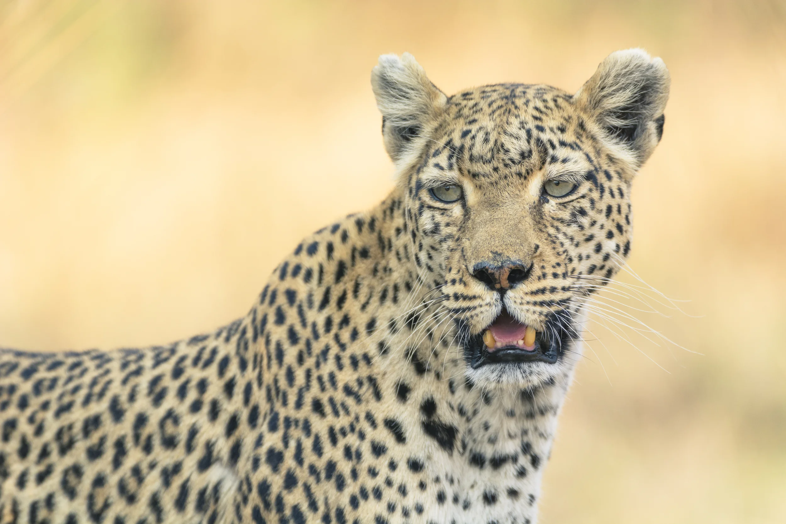 Leopard, Khwai concession, Okavango Delta, Botswana
