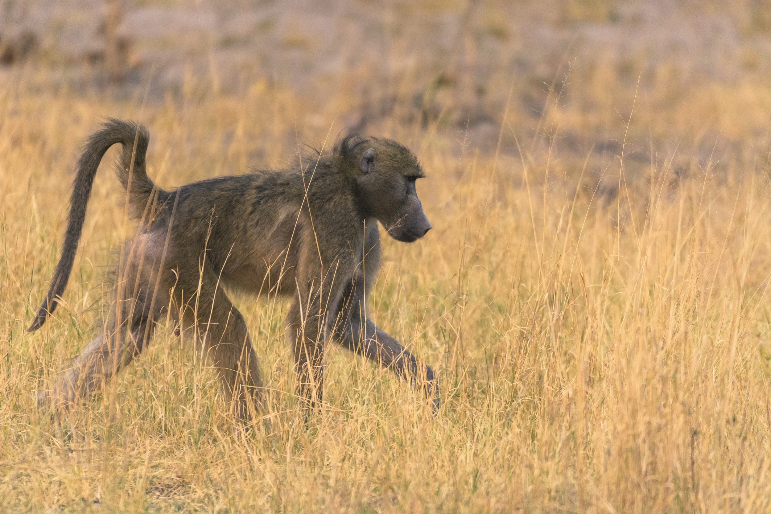 Baboon, Khwai concession, Okavango Delta, Botswana