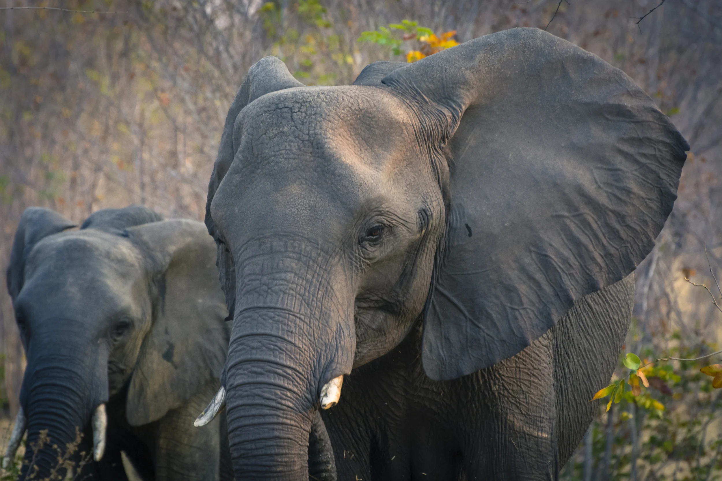 Elephants, Chobe National Park, Botswana
