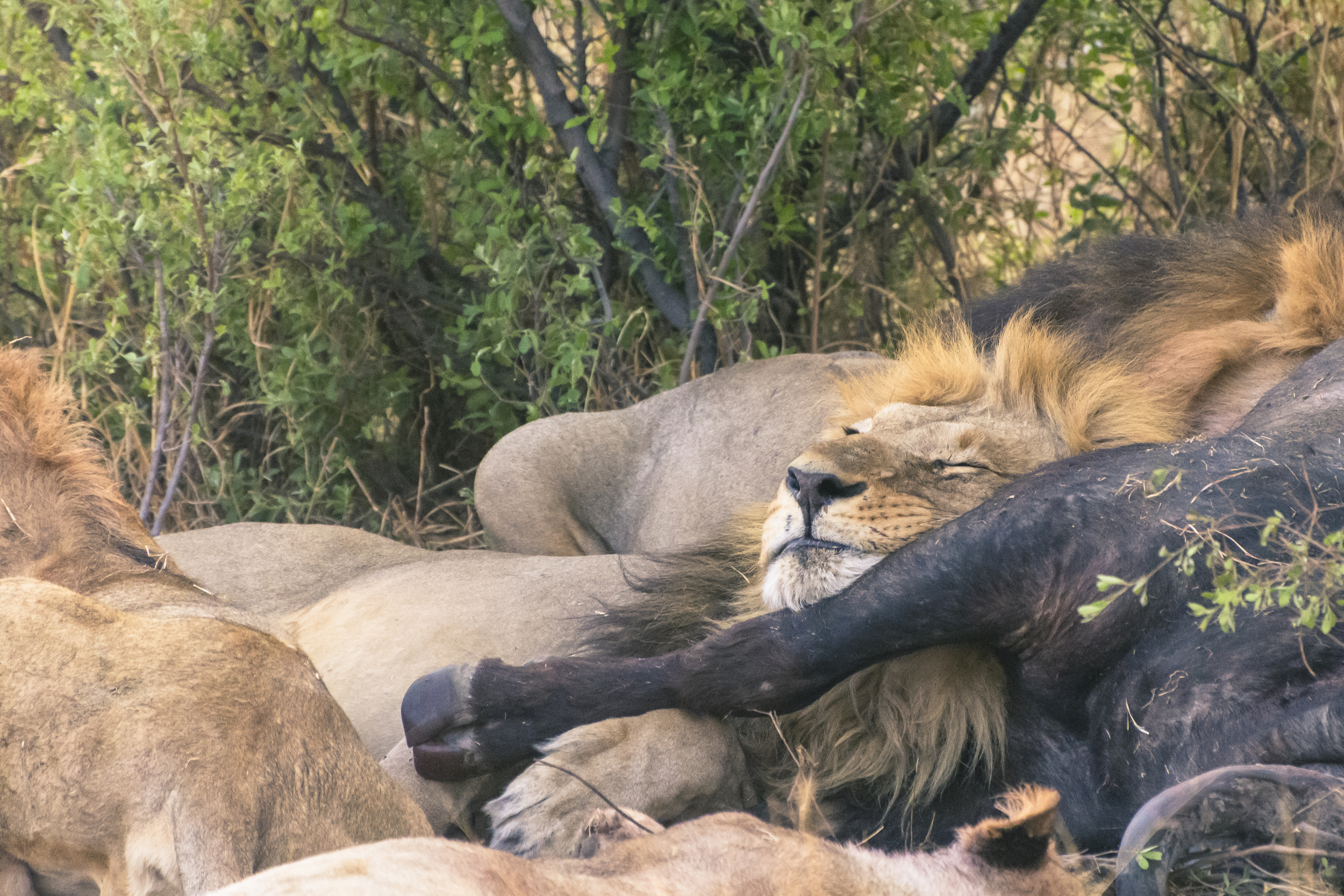 Lion resting on a kill, Savuti, Chobe National Park, Botswana