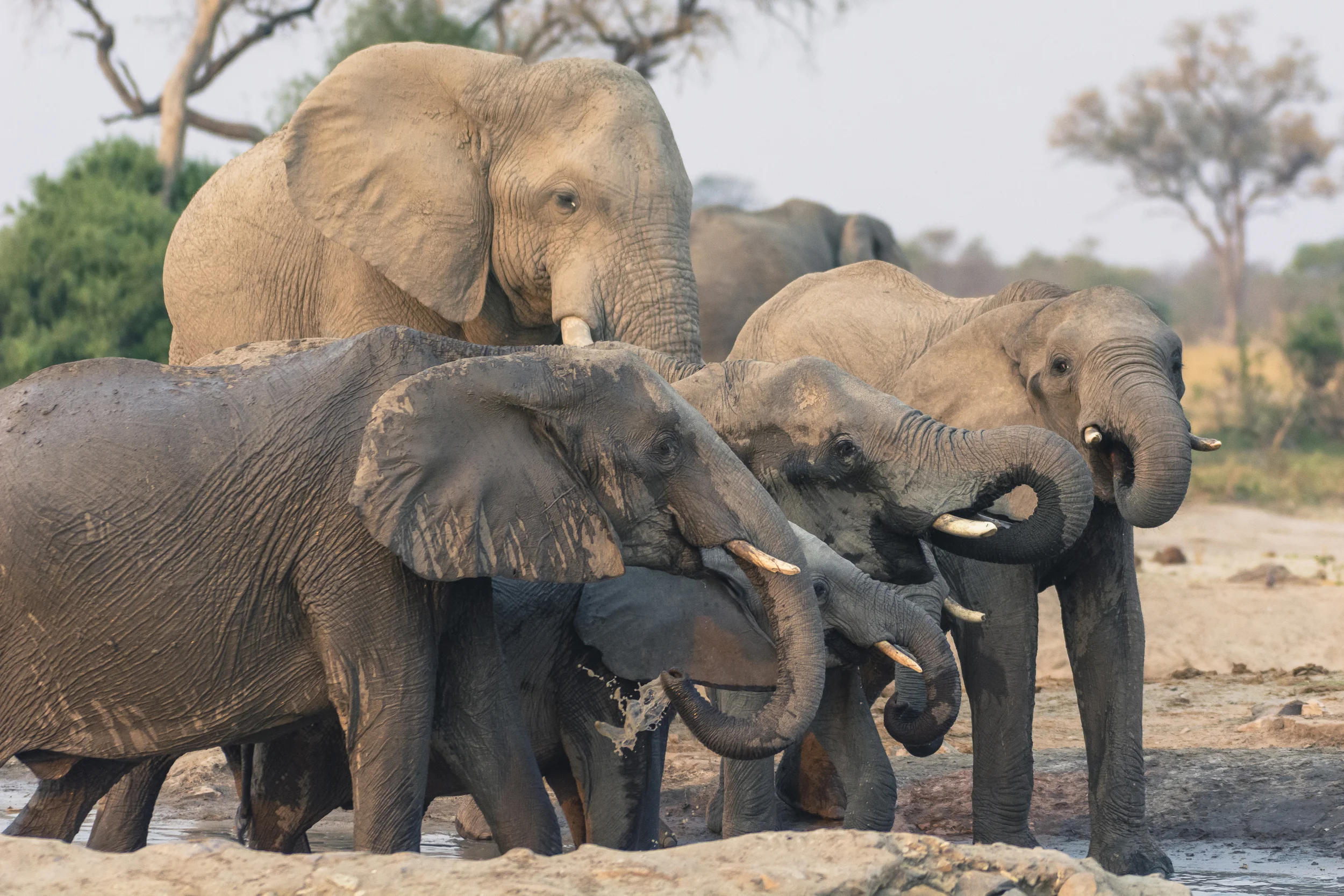 Elephants drinking, Savuti, Chobe National Park, Botswana