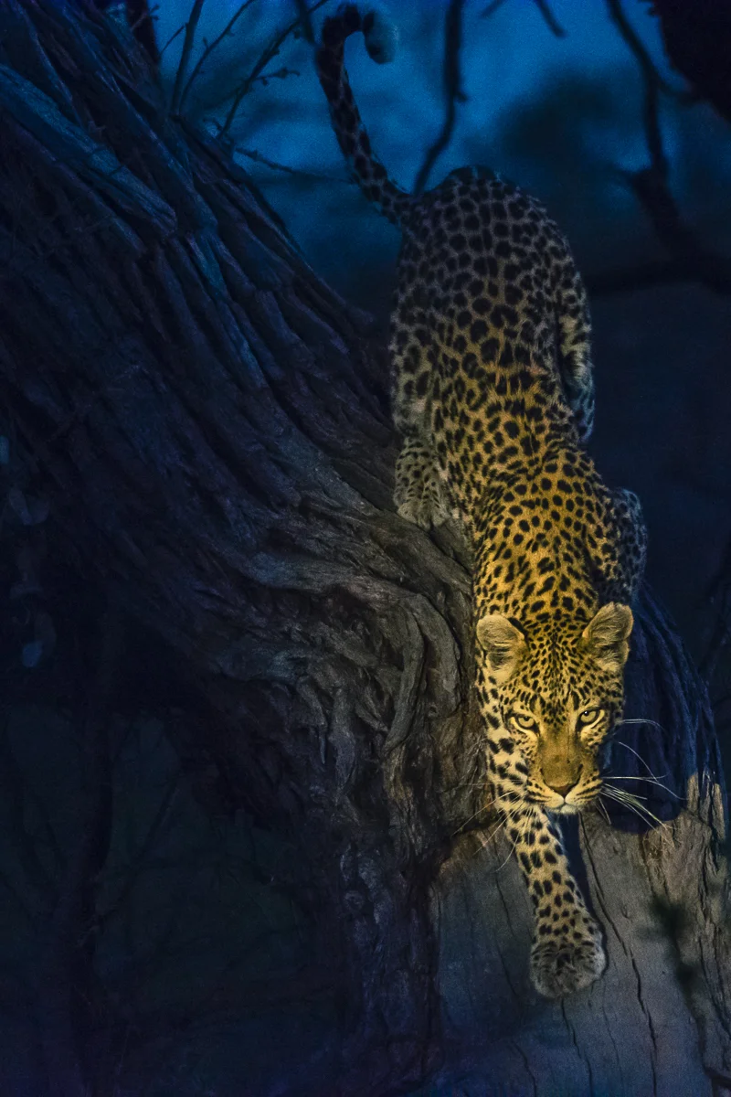 Leopard, Okavango Delta, Botswana