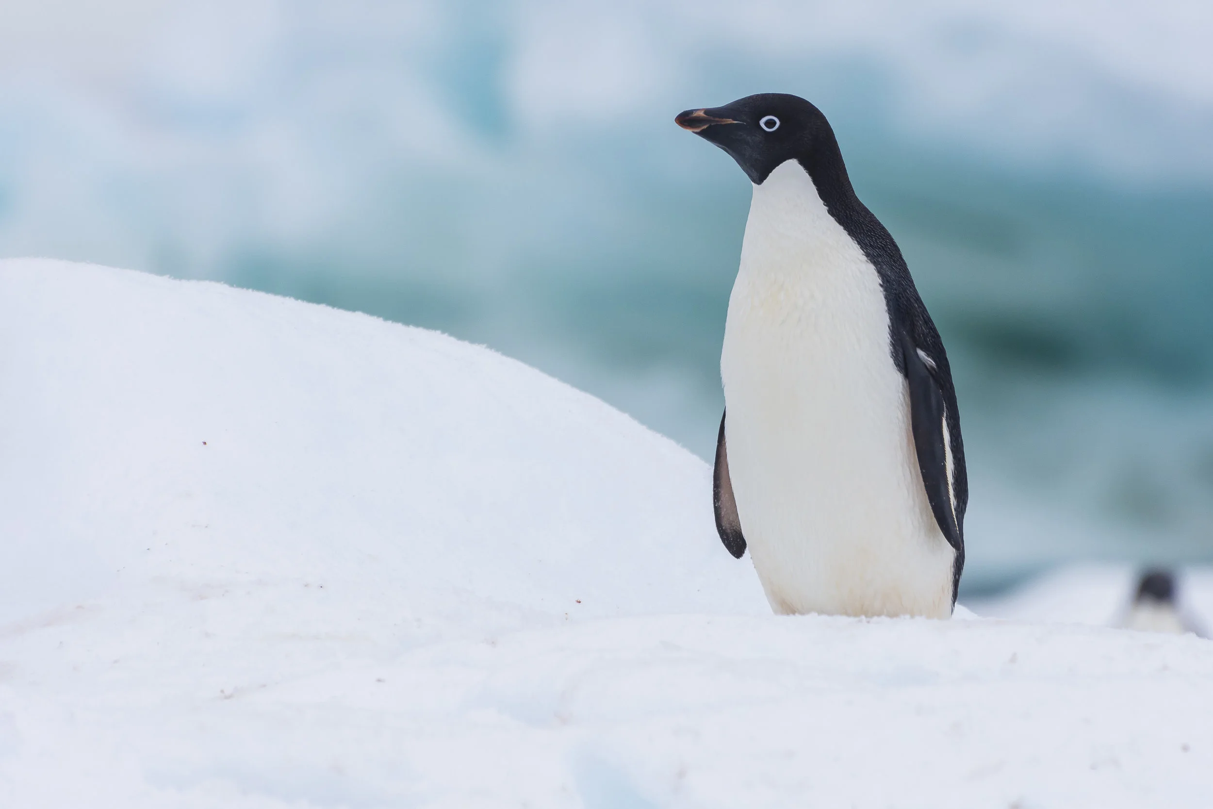 Adelie penguin, Danger Islands, Antarctica