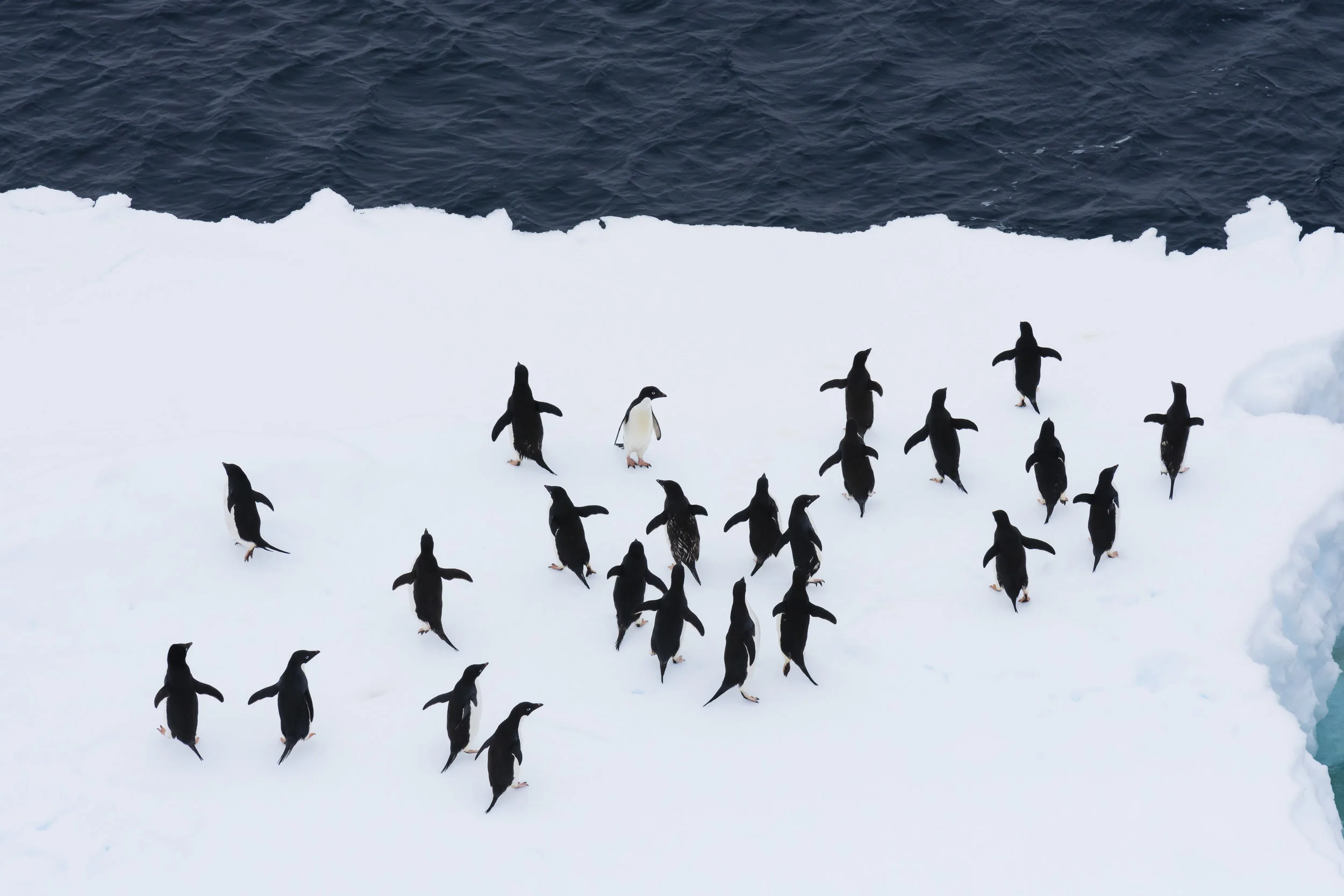 Adelie penguins on an ice floe, Danger Islands, Antarctica