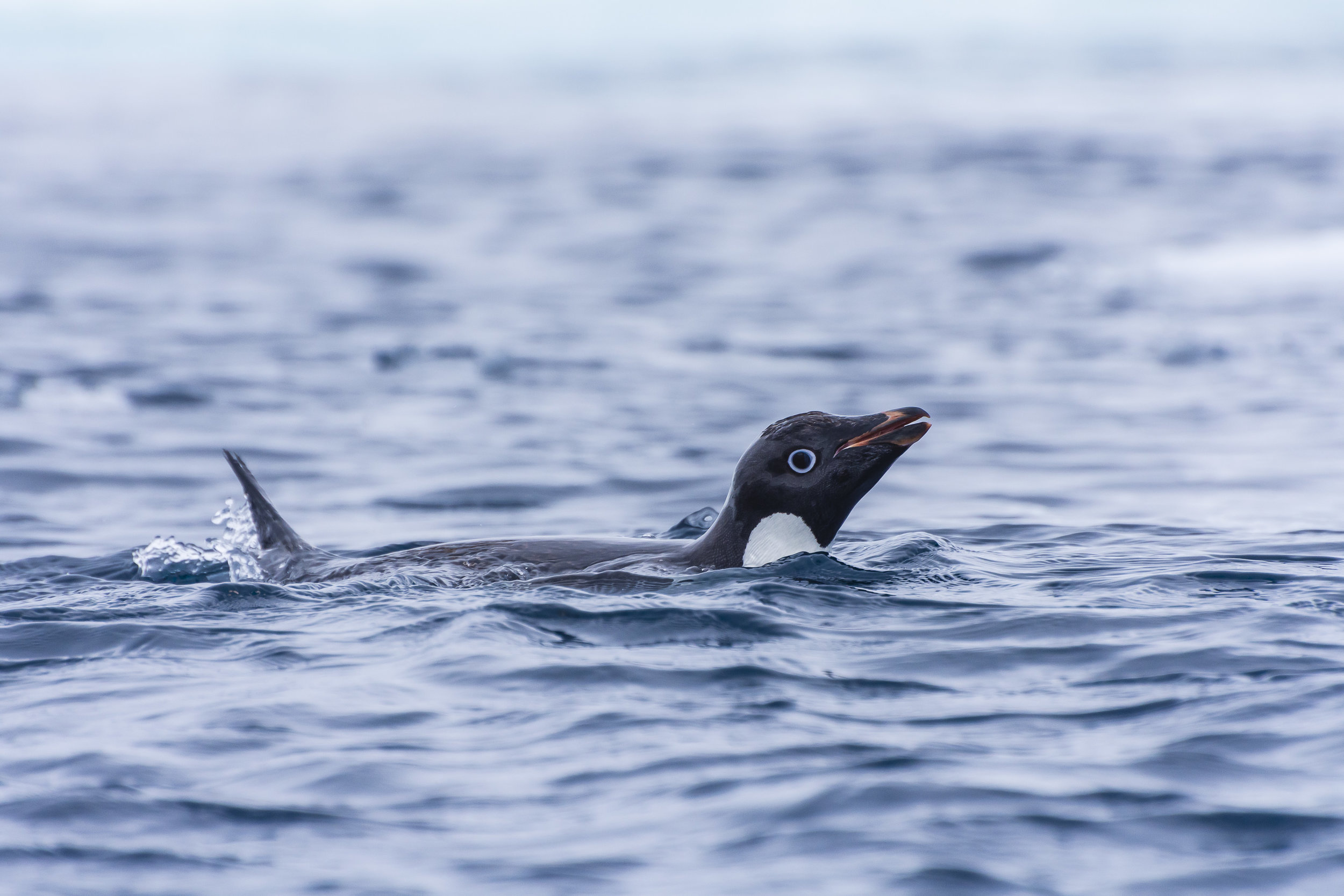 Adelie penguin swimming, Danger Islands, Antarctica