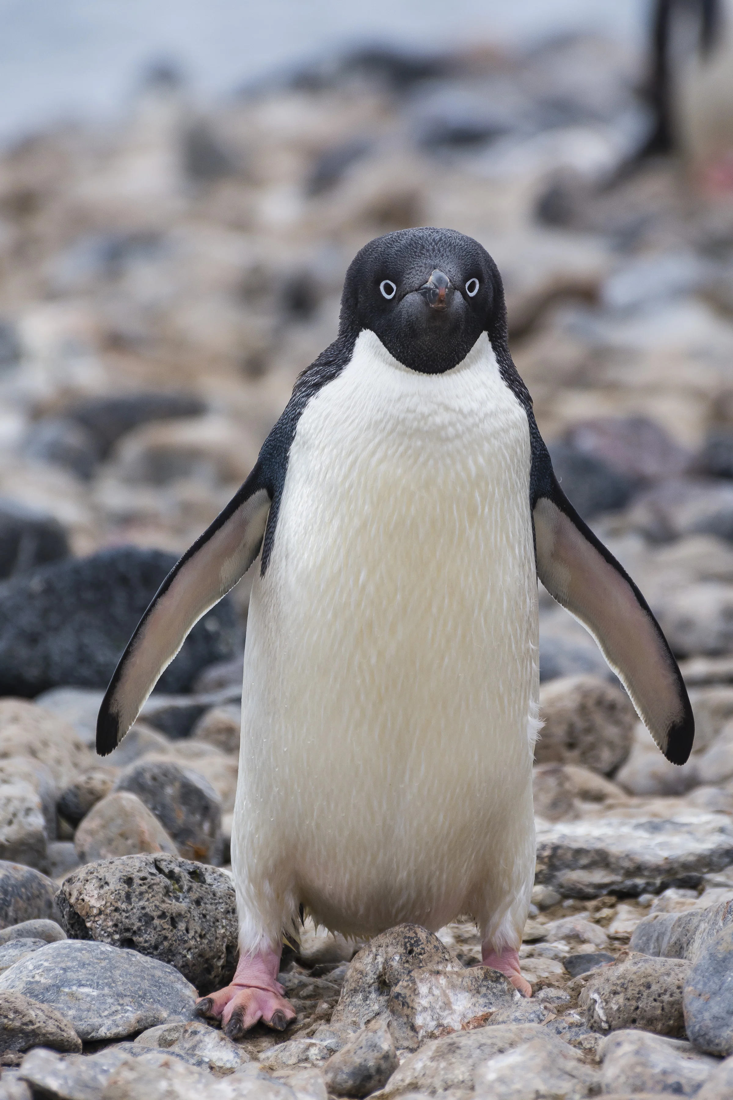 Adelie penguin, Paulet Island, Antarctica