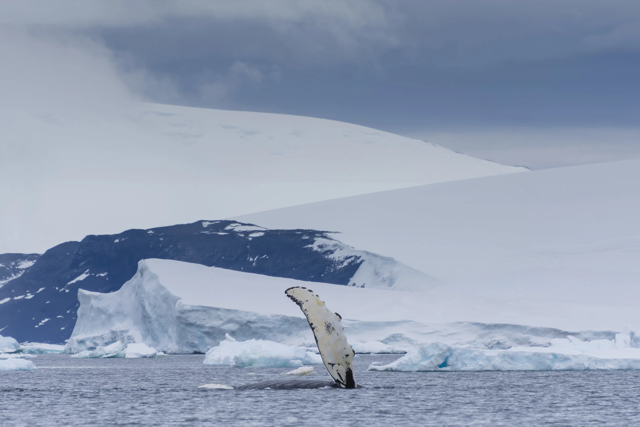 Humpback whale fin-slapping, Erebus and Terror gulf, Weddell Sea, Antarctica