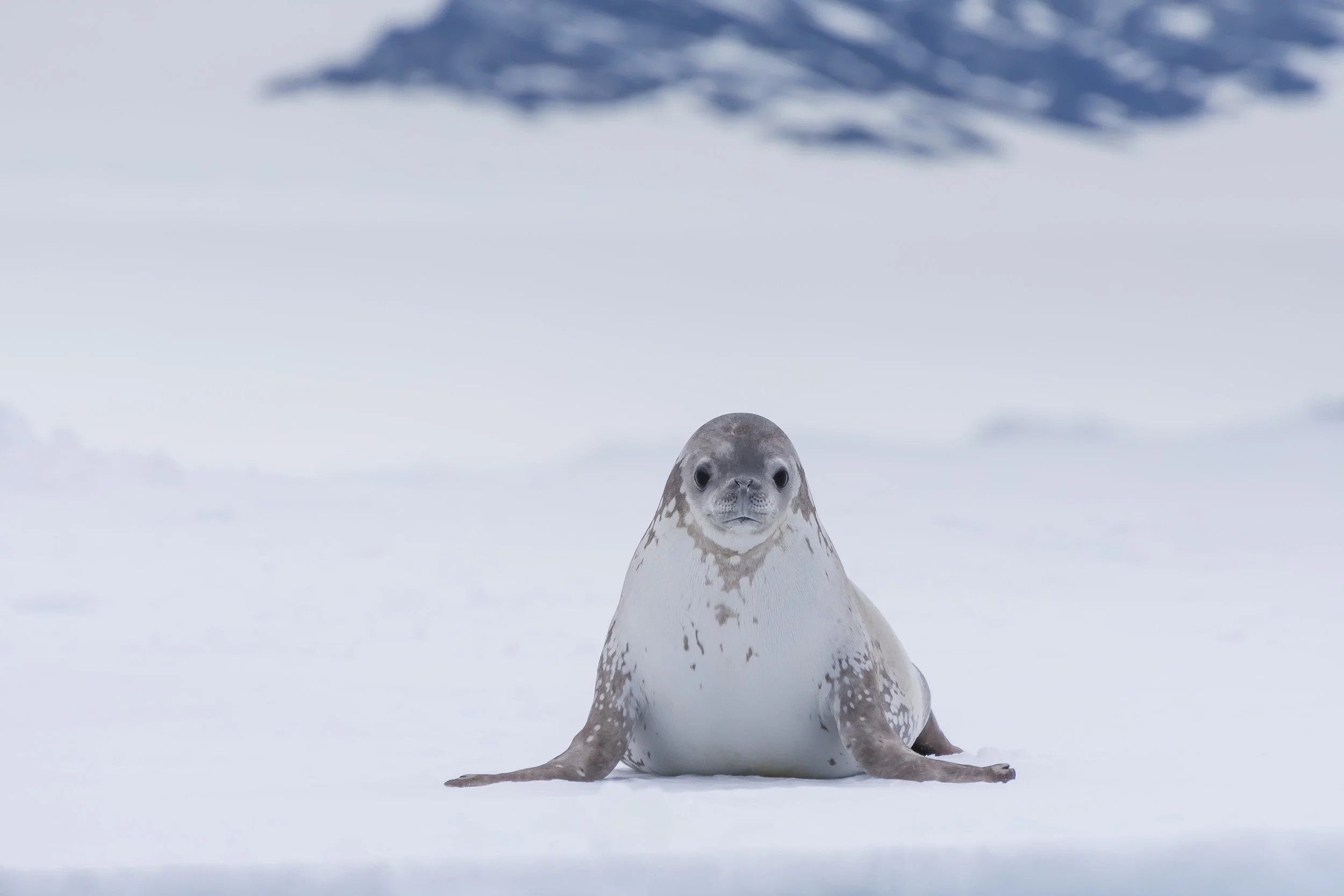 Crabeater seal, Prince Gustav Channel, Eastern Antarctica peninsula