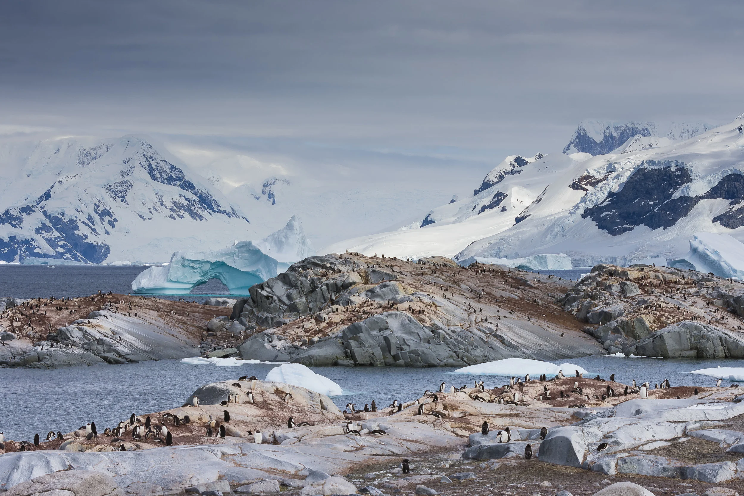 Gentoo penguin colony at Useful Island, Gerlache Strait, Antarctica