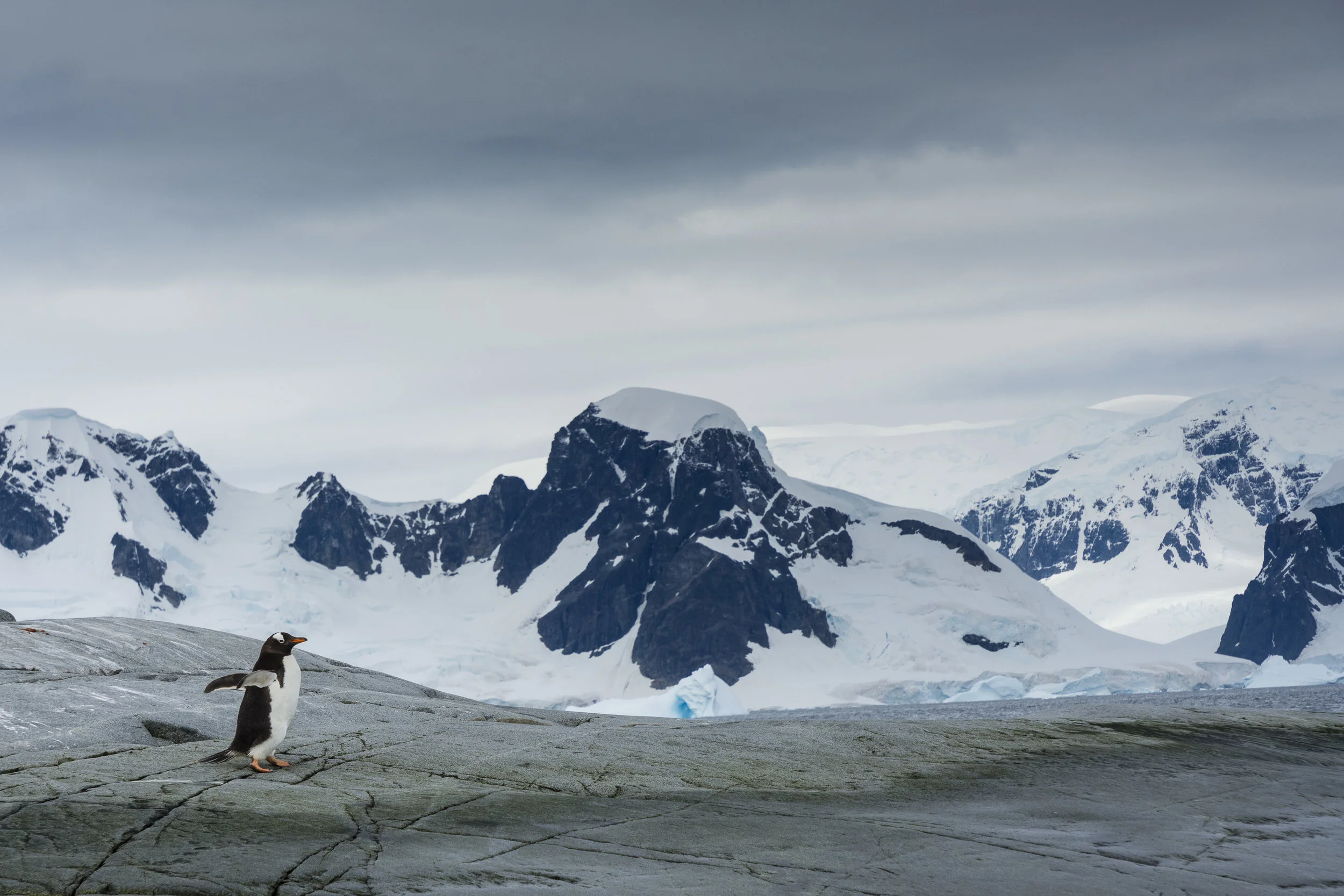 Lone Gentoo penguin on Useful Island, Antarctica