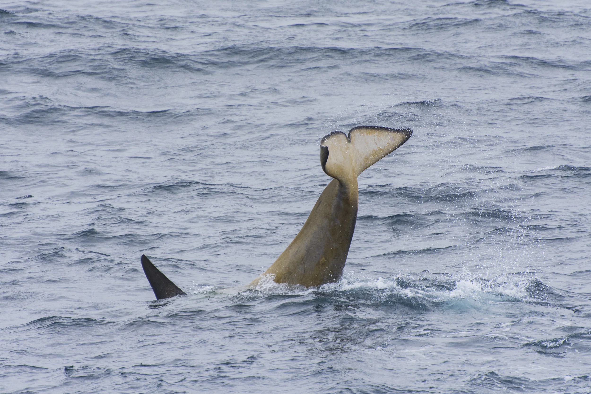 Orca tail-lobbing in the Bransfield Strait, Antarctica