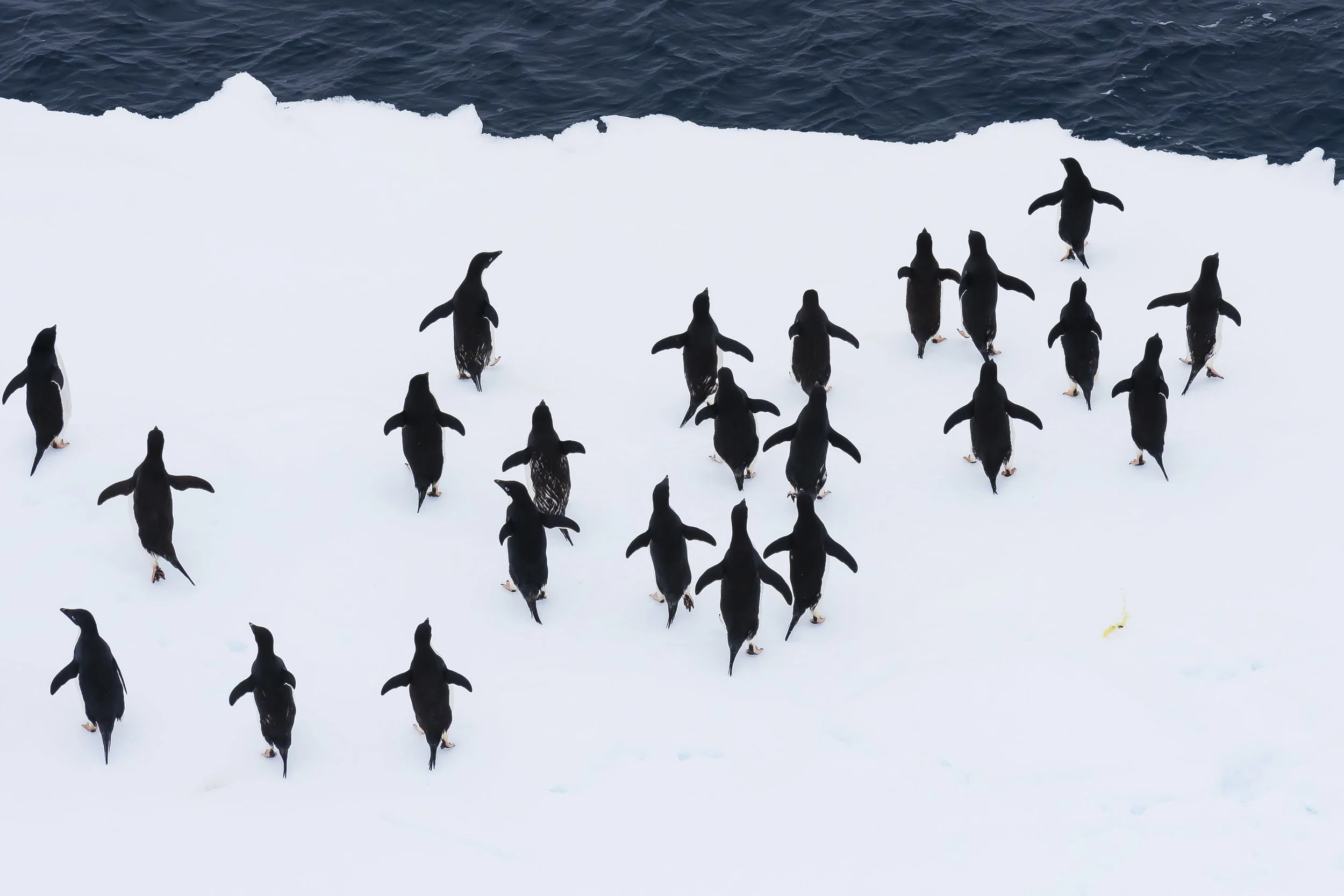 Adelie penguins walk towards the edge of an ice floe, Danger Islands, Weddell Sea, Antarctica