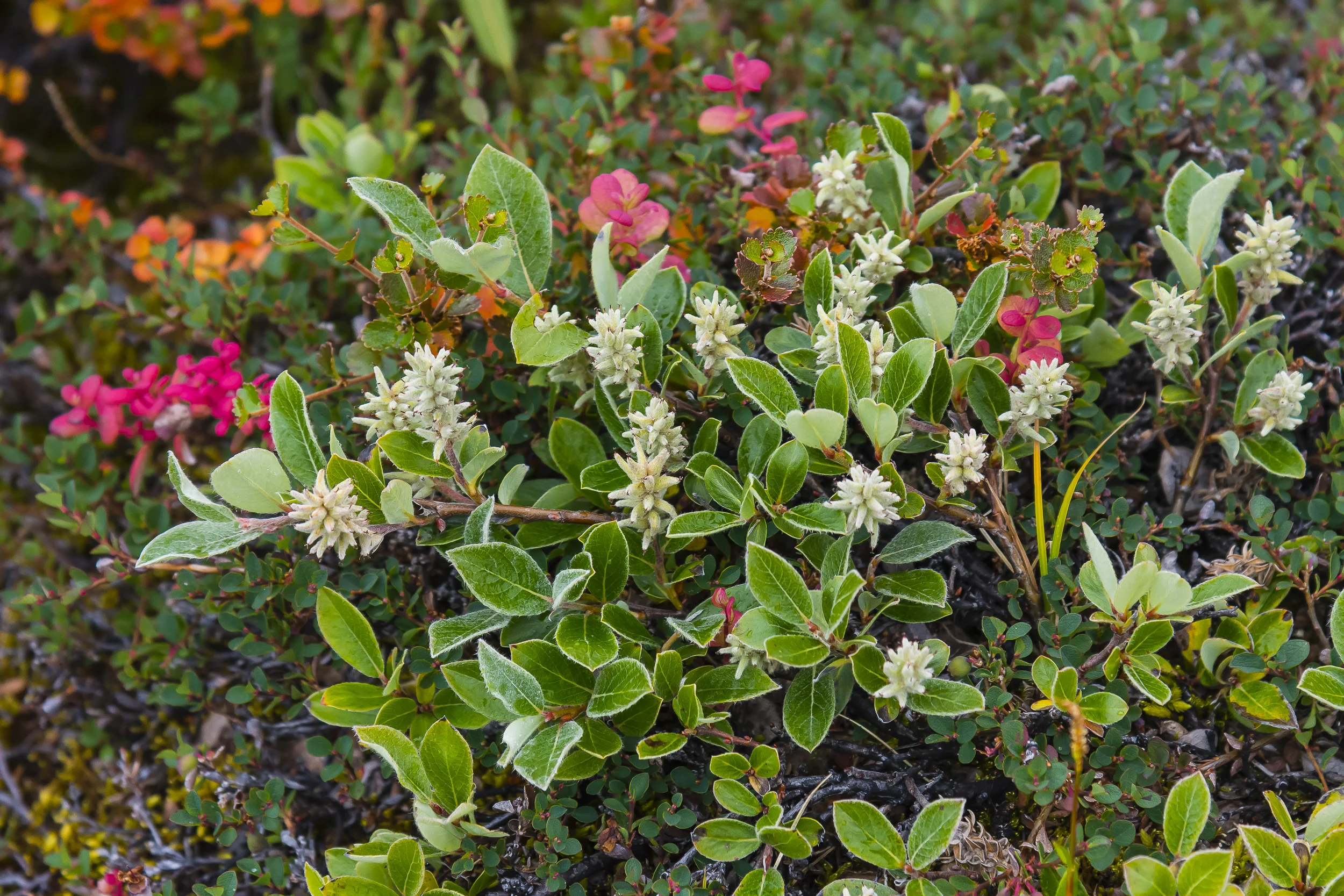 Arctic willow, Eqip Sermia, Disko Bay, Greenland.