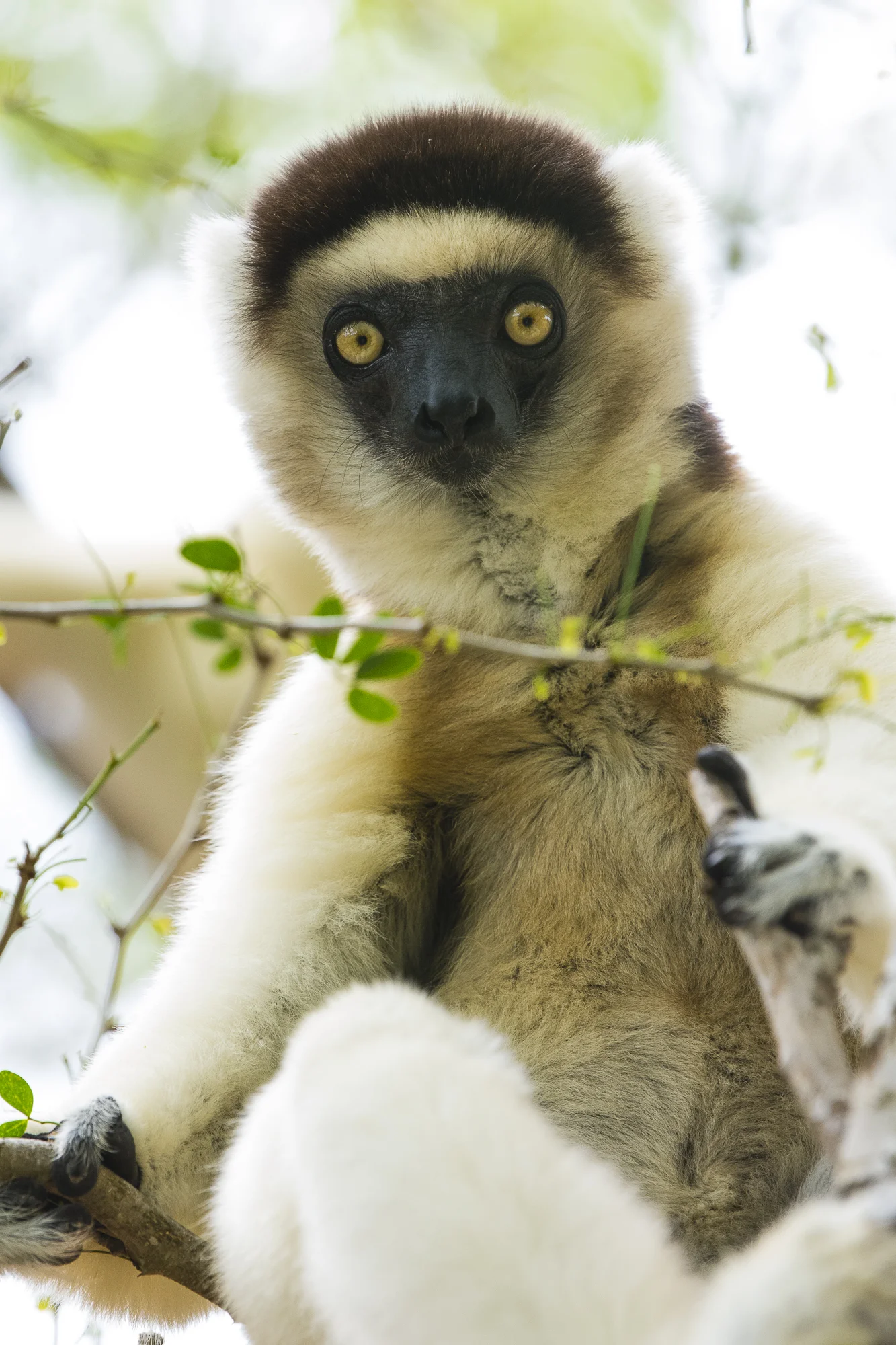 Verreaux's sifaka at Berenty Reserve, Madagascar.