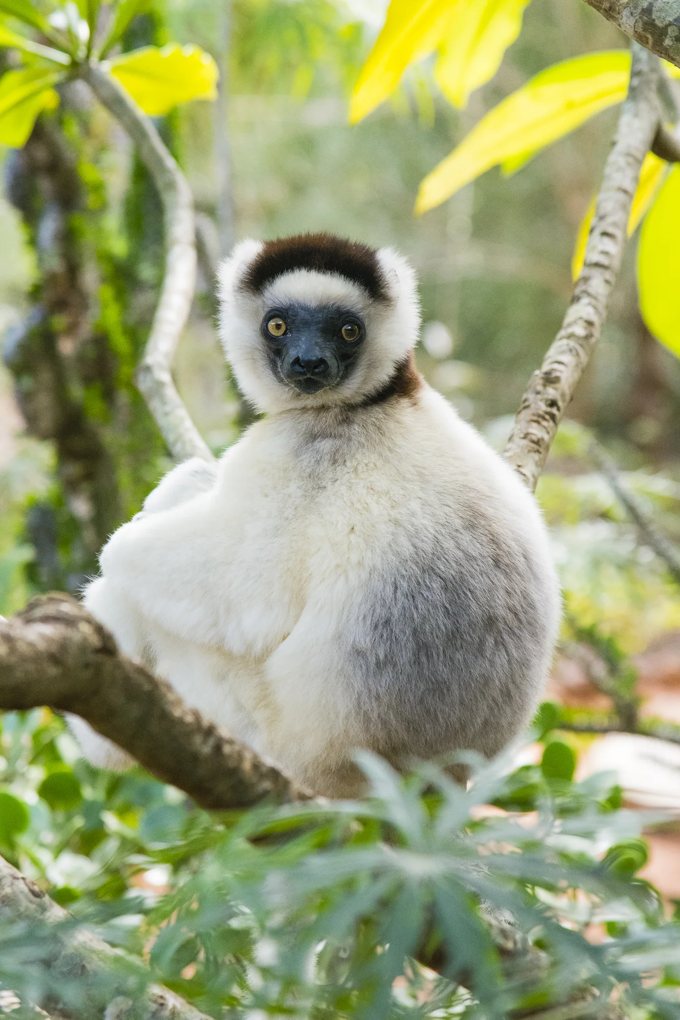 Verreaux's sifaka at Berenty Reserve, Madagascar.