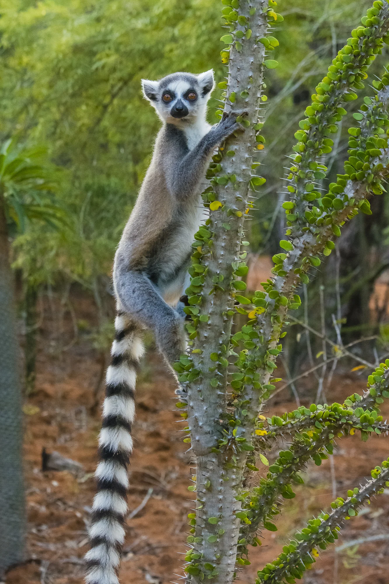 Ring-tail lemur, Berenty Reserve, Madagascar.