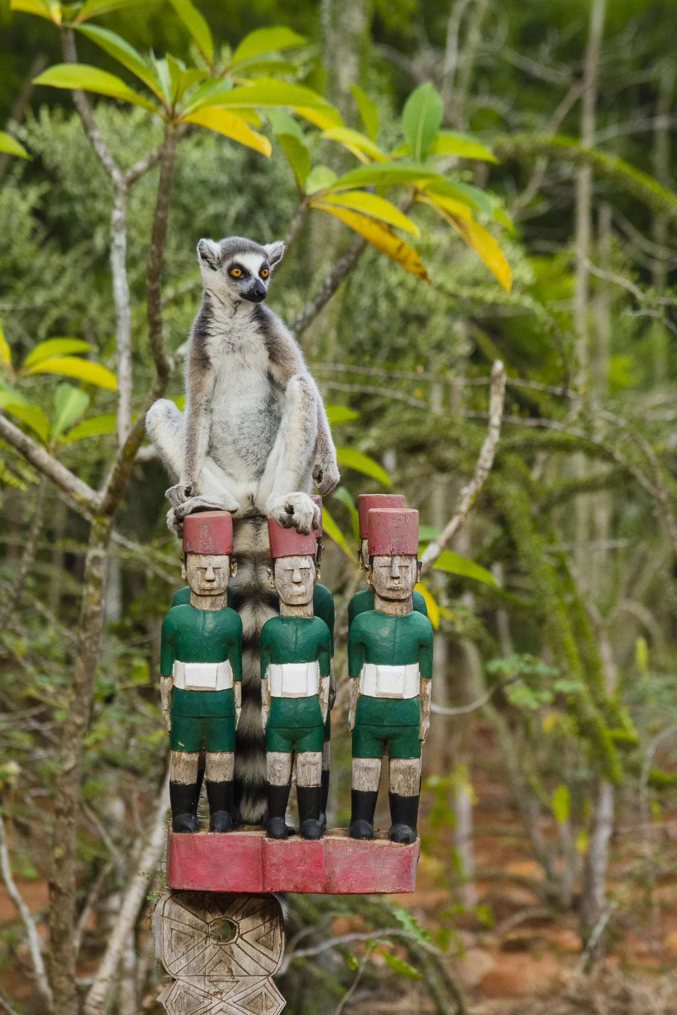 Ring-tail lemur, Berenty Reserve, Madagascar.