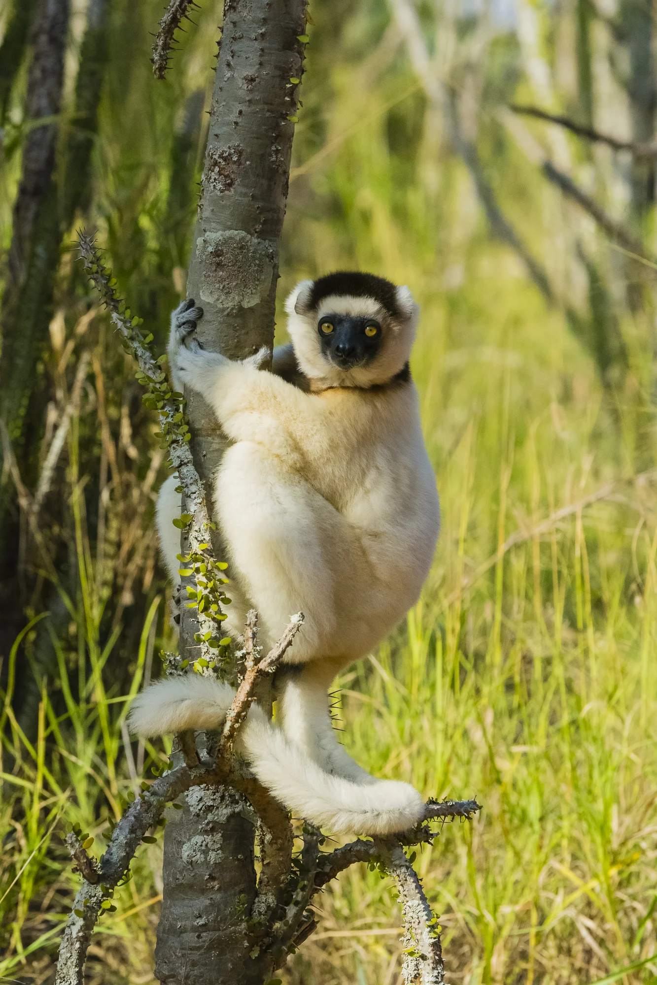 Verreaux's sifaka at Berenty Reserve, Madagascar.