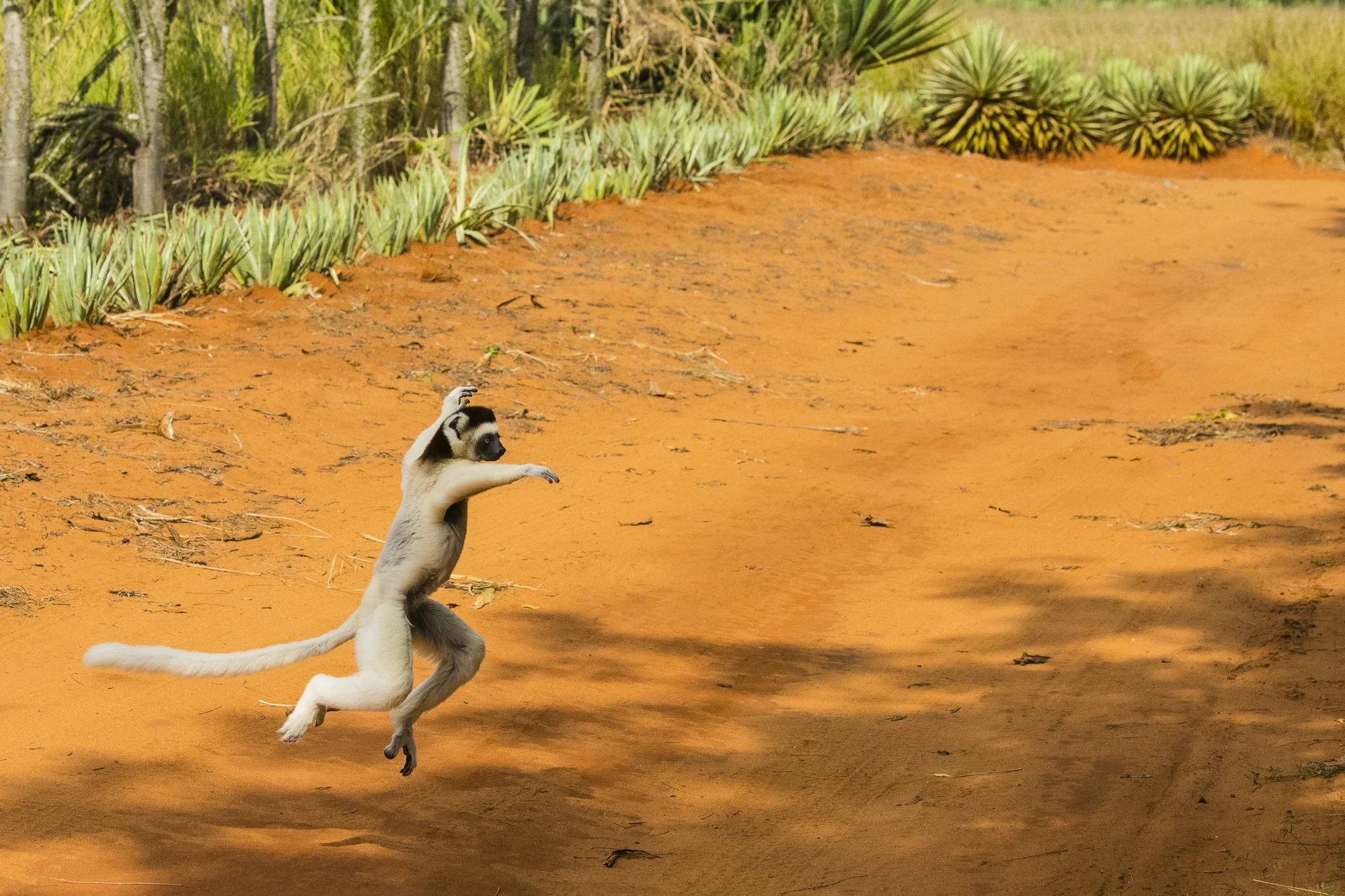 Verreaux's sifaka at Berenty Reserve, Madagascar.