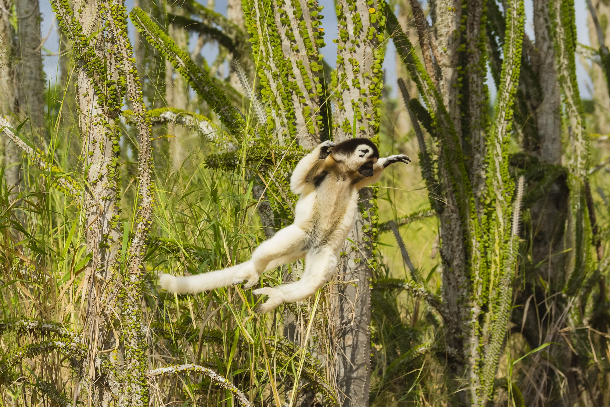 Verreaux's sifaka at Berenty Reserve, Madagascar.