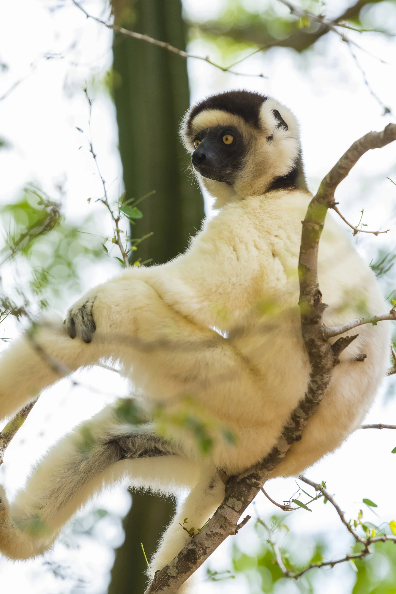 Verreaux's sifaka at Berenty Reserve, Madagascar.