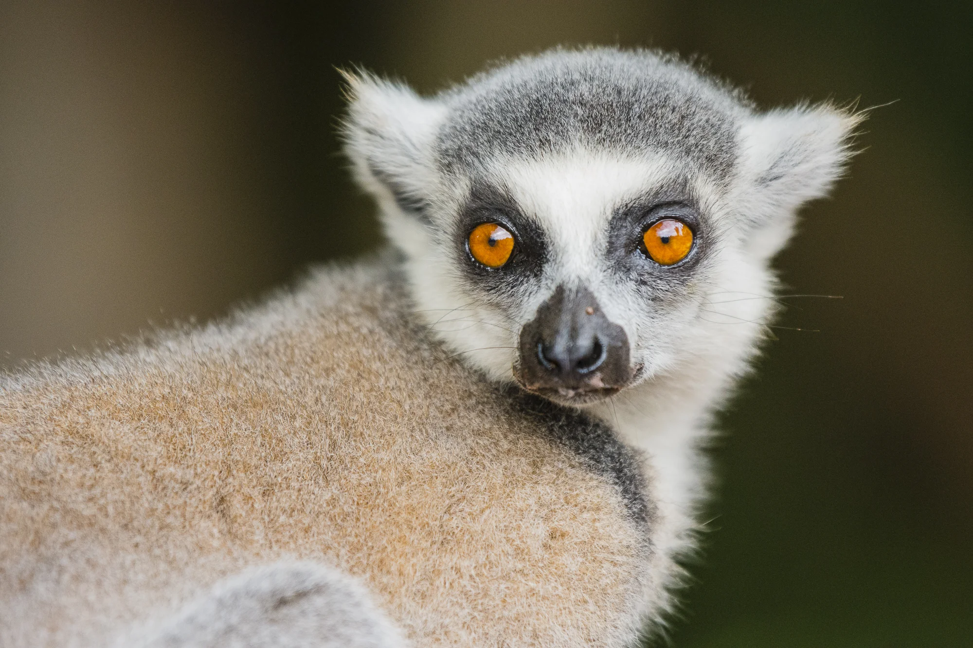 Ring-tail lemur, Berenty Reserve, Madagascar.